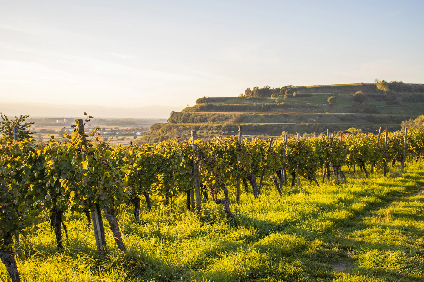 Rows trained low and pruned hard. Almost every decision in a vineyard is about limiting the vine rather than feeding it.