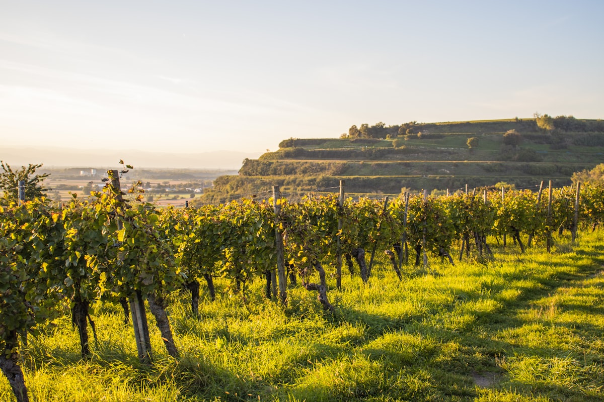 Vineyard rows bathed in golden sunlight on a hillside