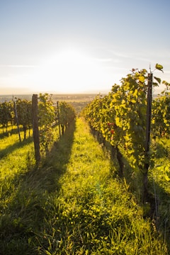 Rows of grapevines in a sunlit vineyard