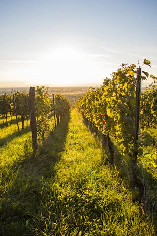 Rows of grapevines in a sunlit vineyard