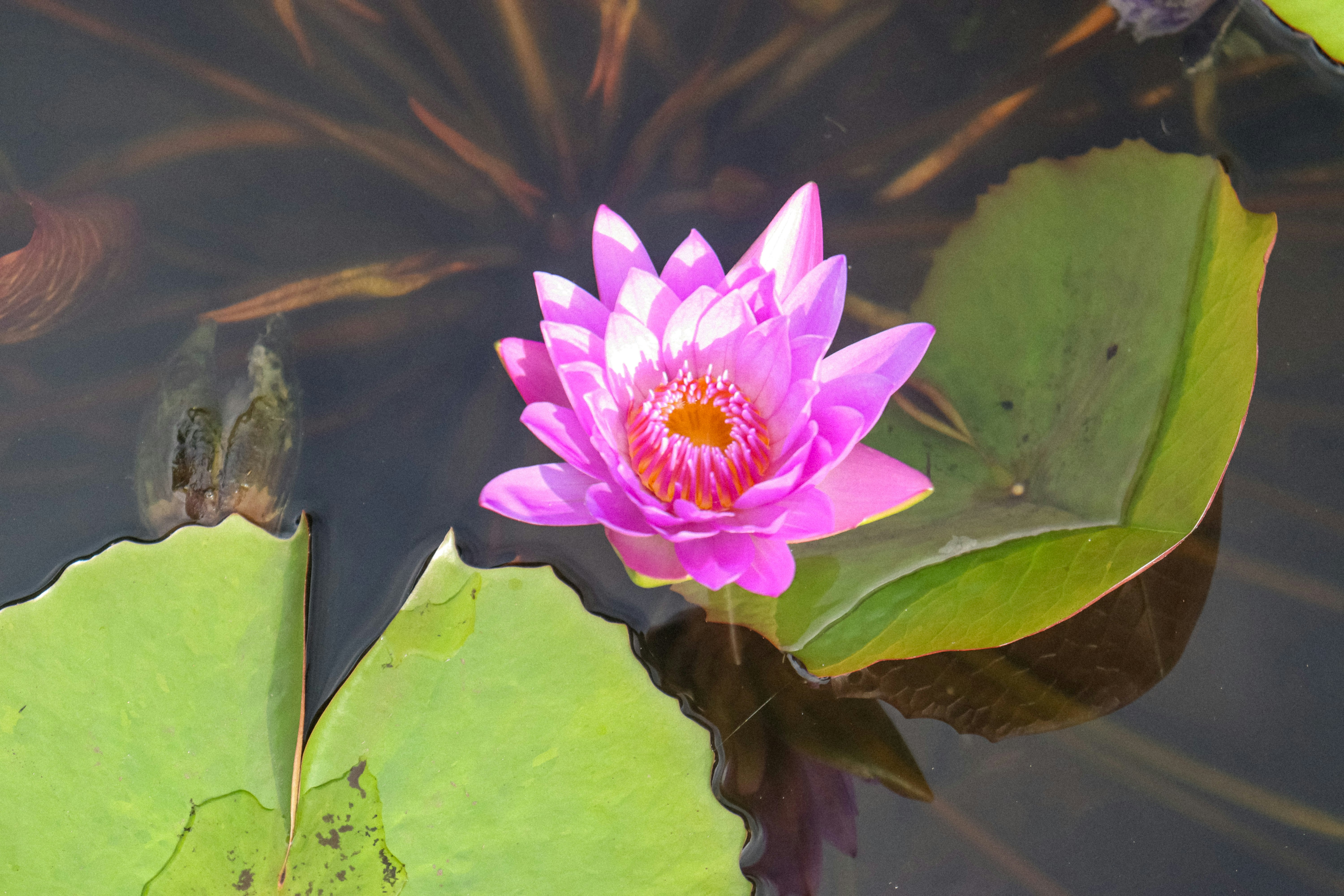 Photo by nicolearangolang