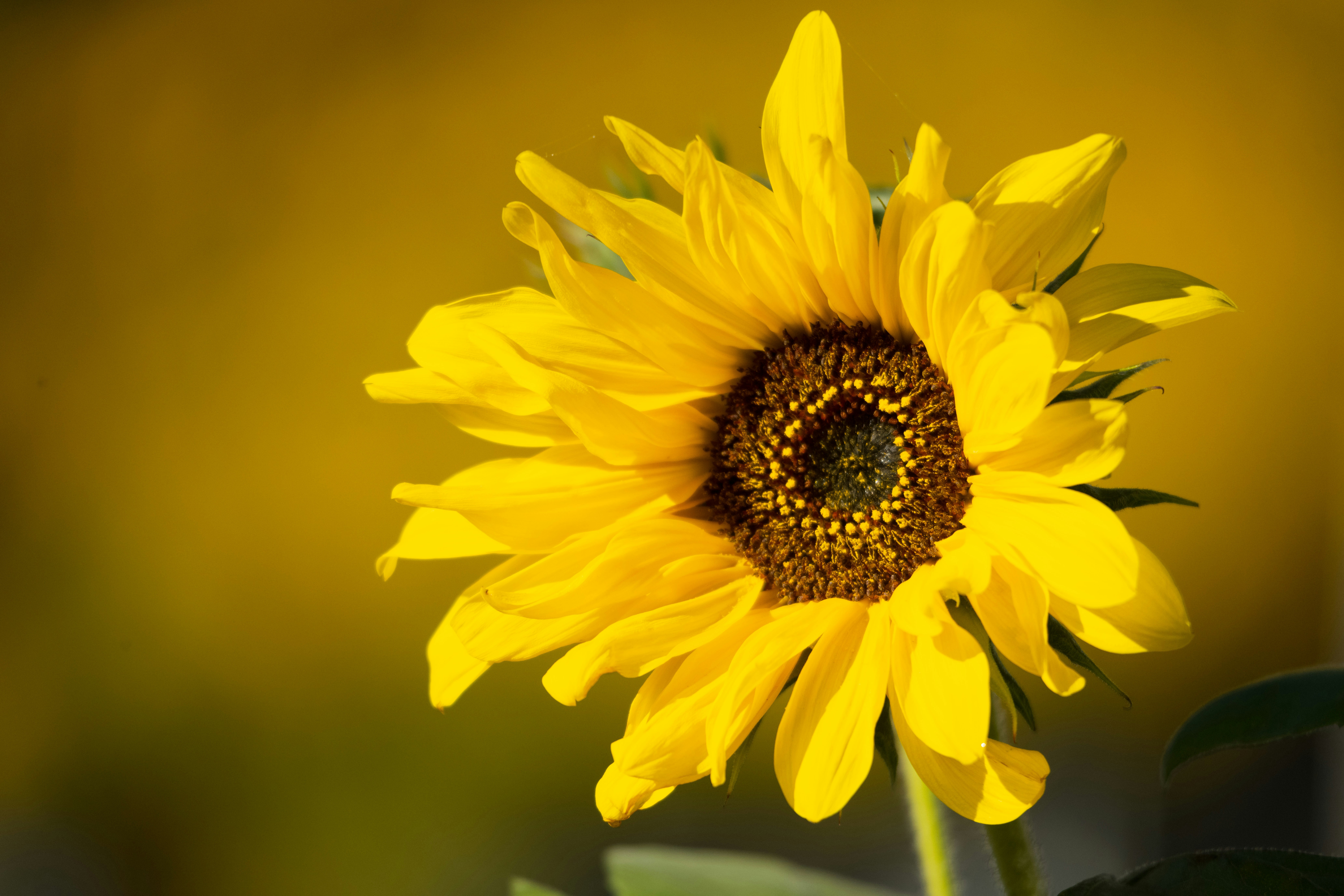 Photo by justynazielinska654