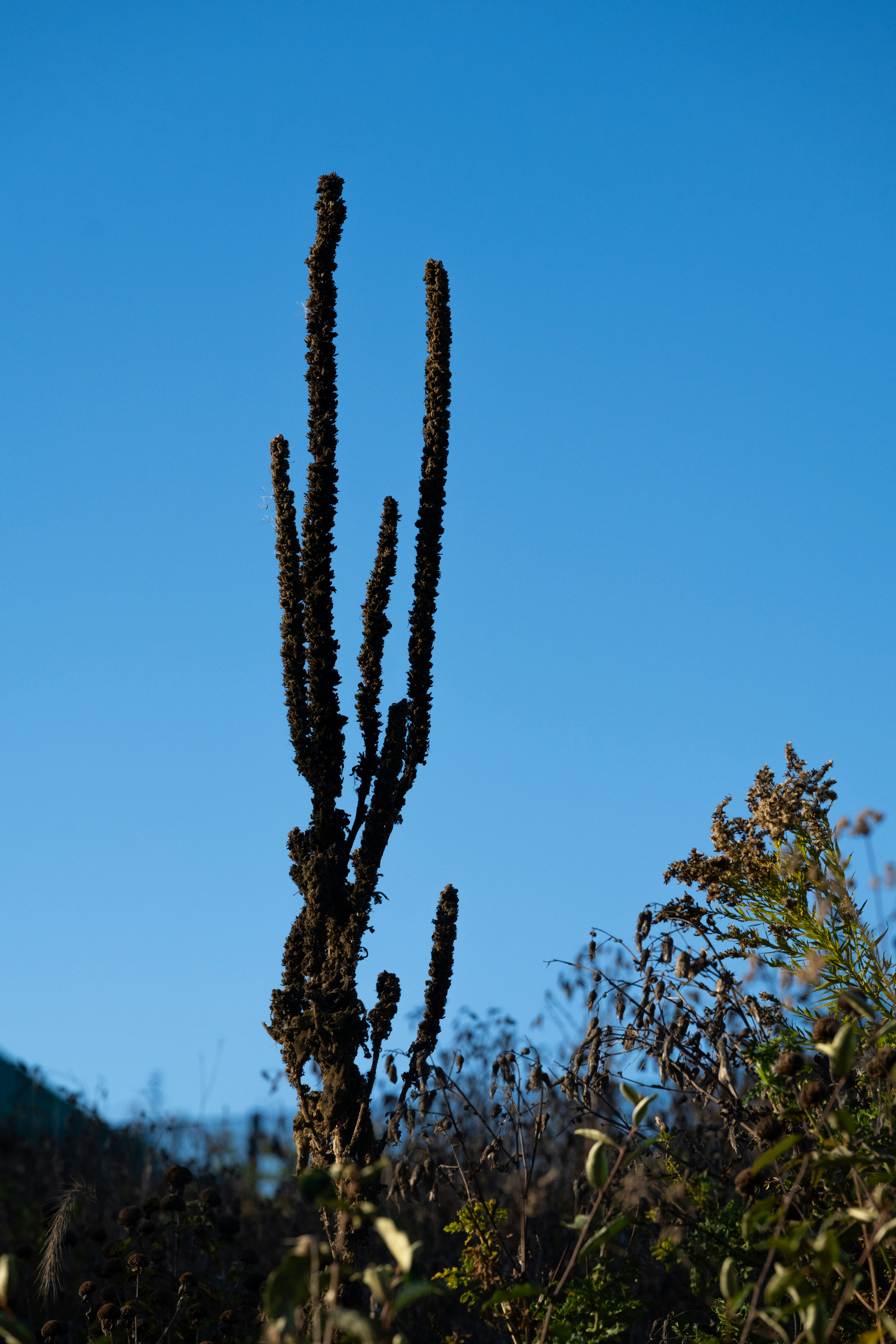 Tall dried plant against a clear blue sky.