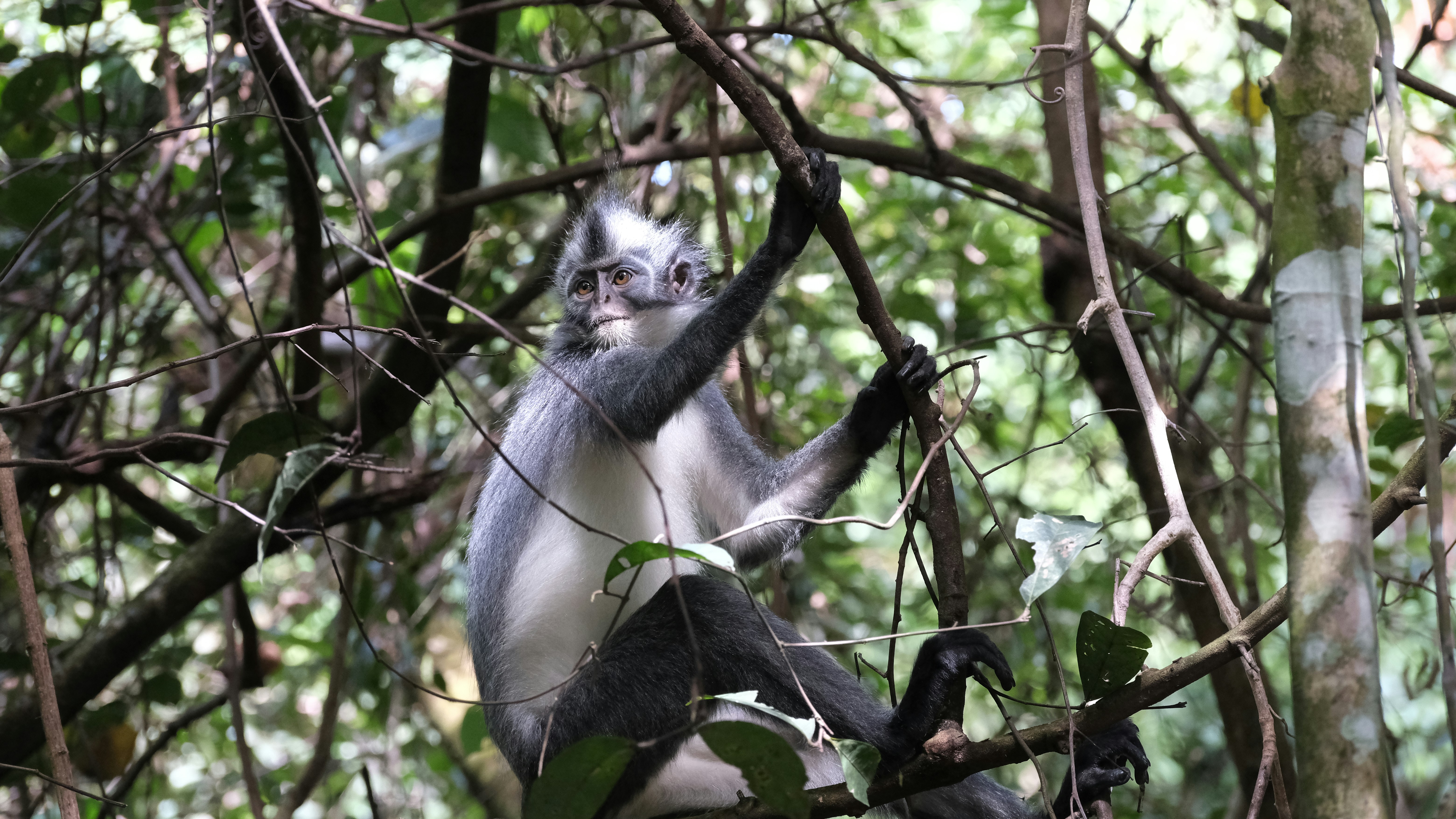 A monkey climbs through dense green foliage