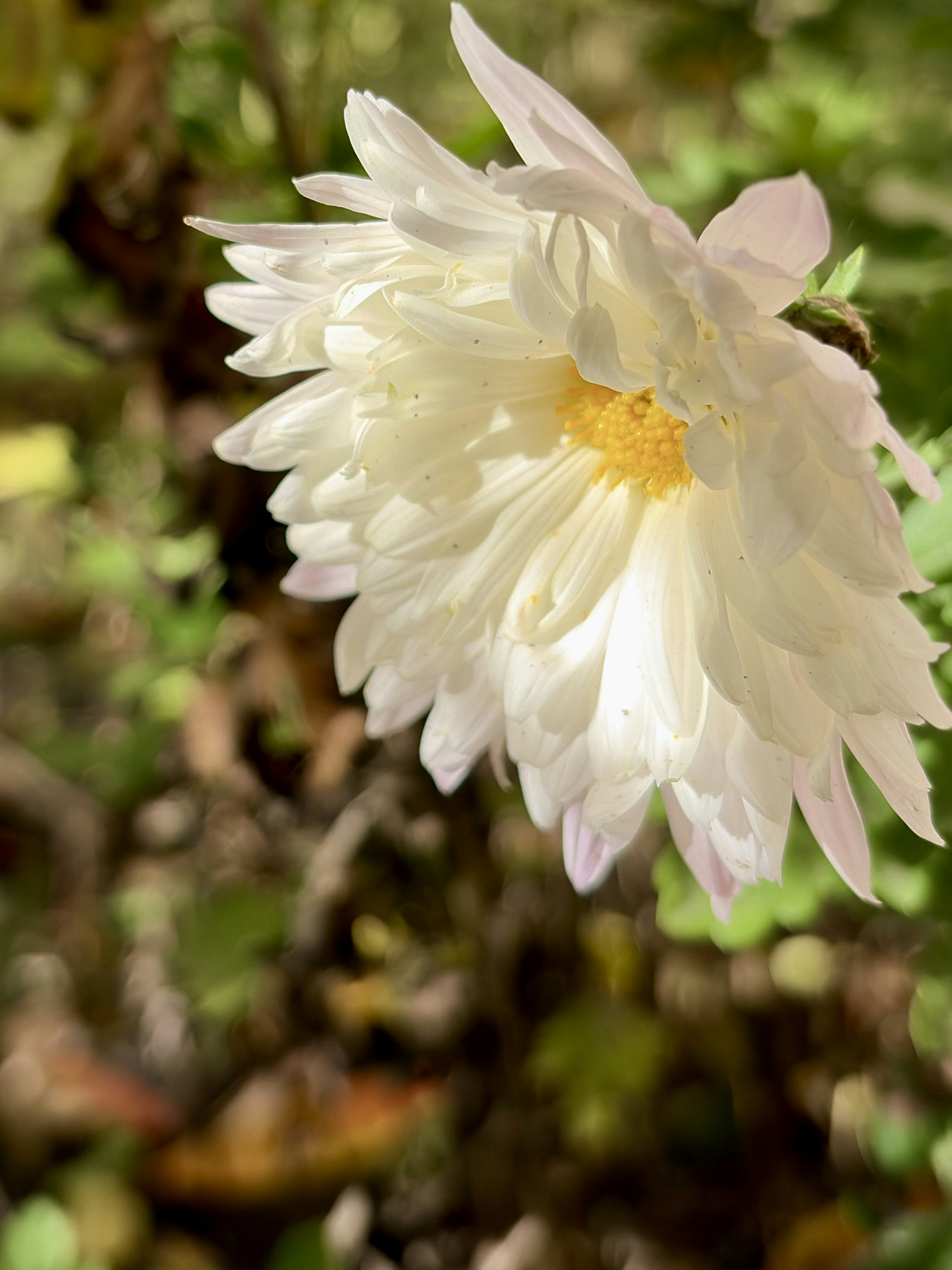 A delicate white chrysanthemum flower with yellow center.