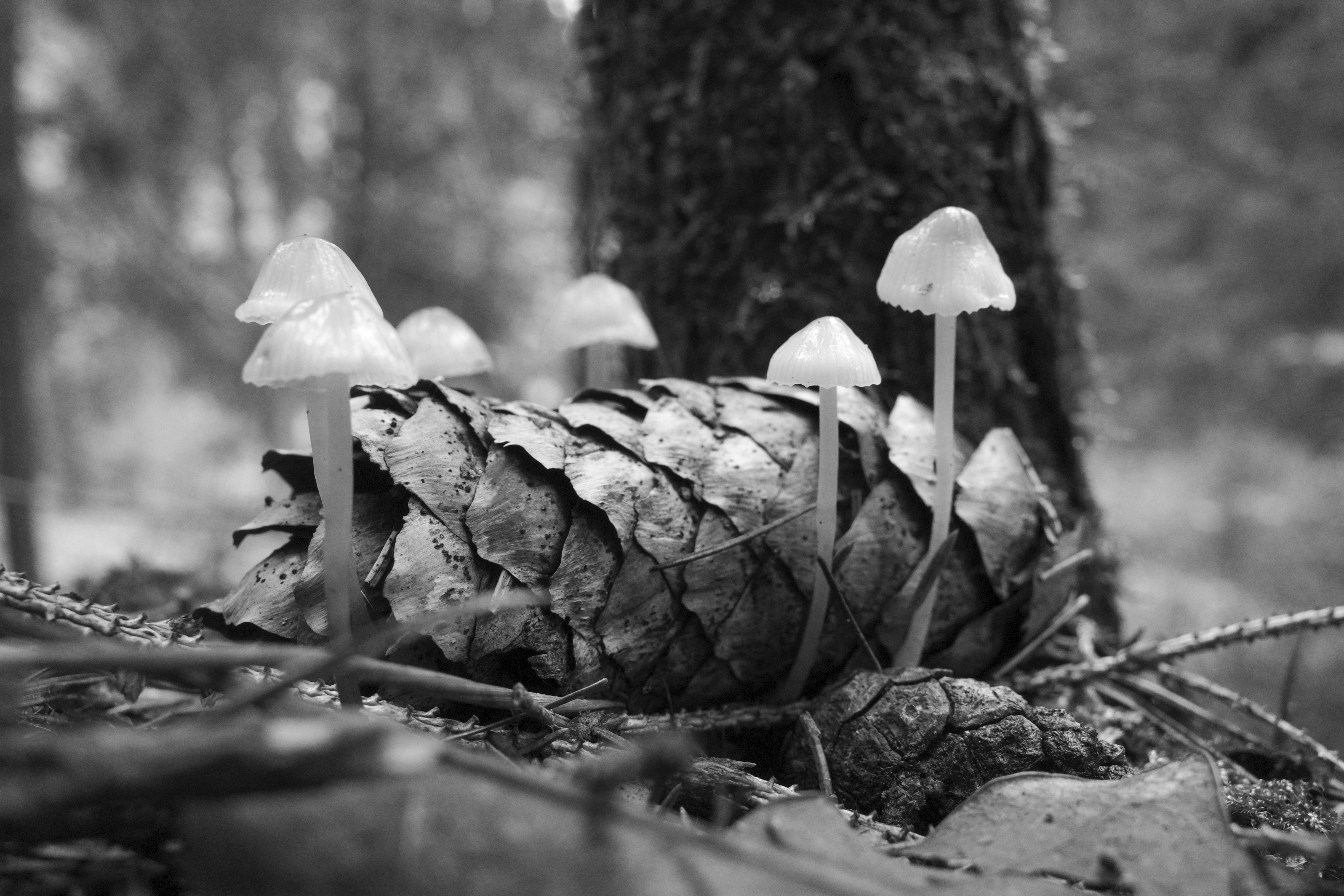 Hongos que crecen en una piña en un bosque foto – Imagen de Bosque ...