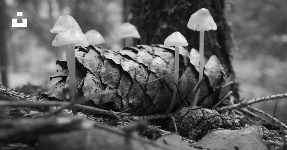 Hongos que crecen en una piña en un bosque foto – Imagen de Bosque ...