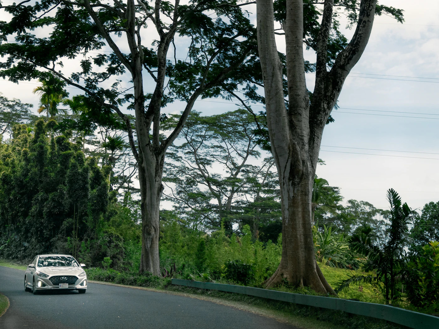 Carro em estrada sinuosa cercada de mata tropical