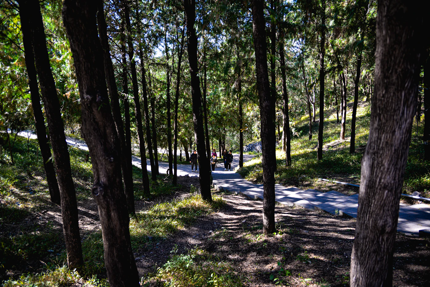 People walking along a path through a sunlit wooded park