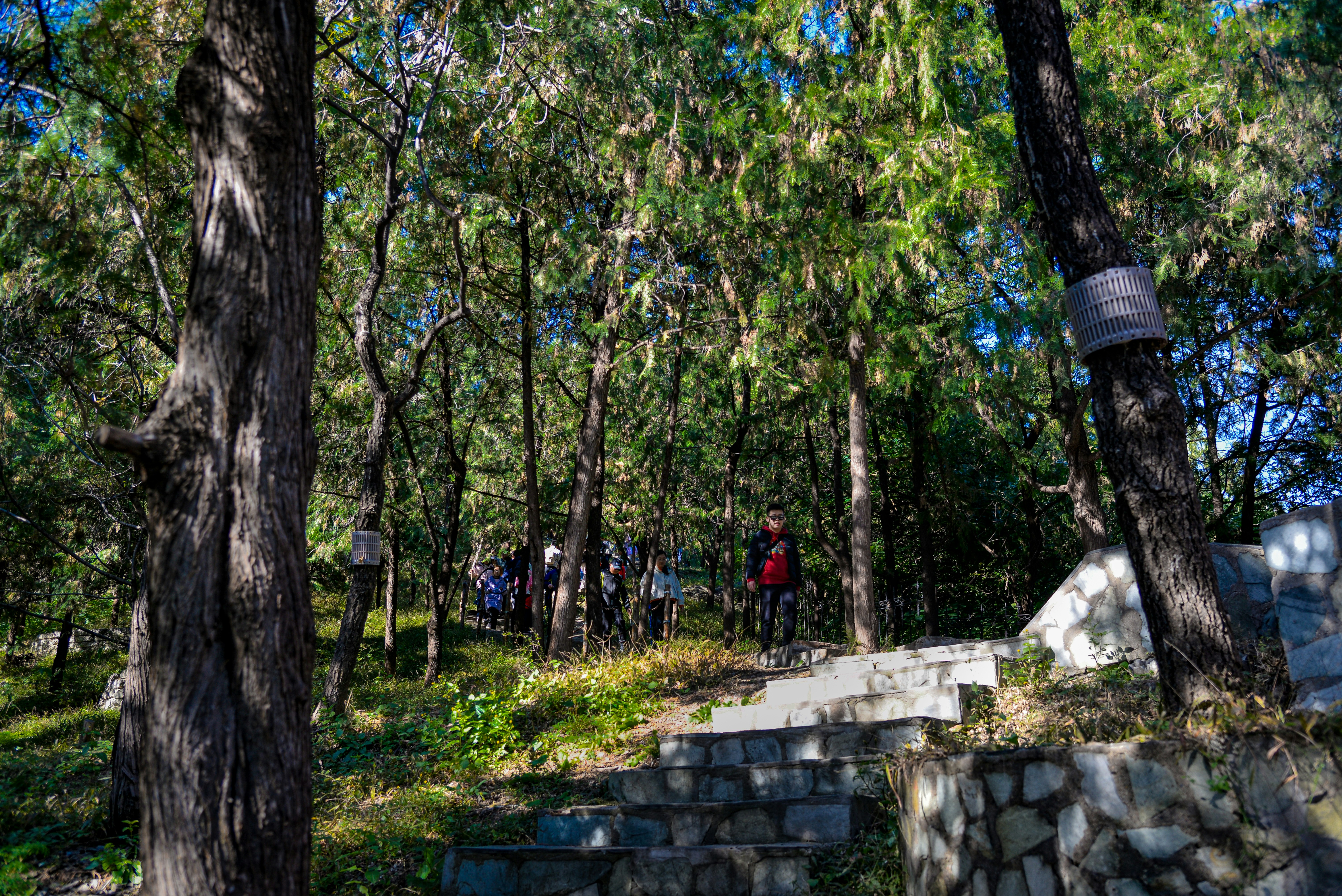 People hiking up stone steps in a forest