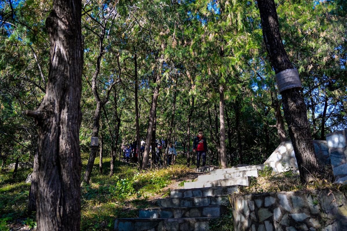 People hiking up stone steps through a forest, navigating the uphill challenges of early sobriety
