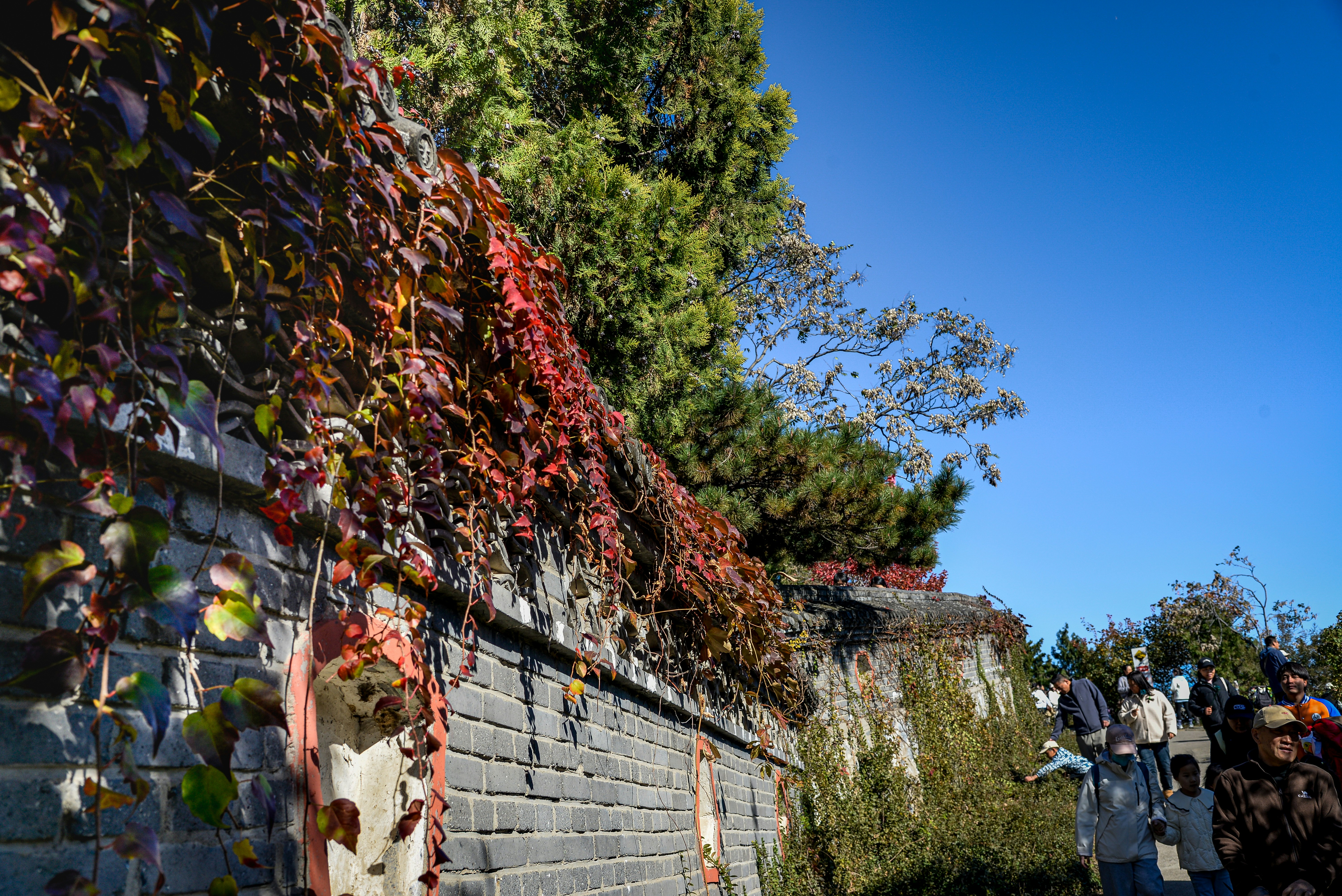 Autumn leaves climbing a brick wall under blue sky
