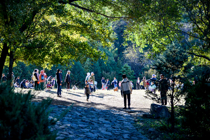 A family walks a sunlit path through an old-growth woodland.
