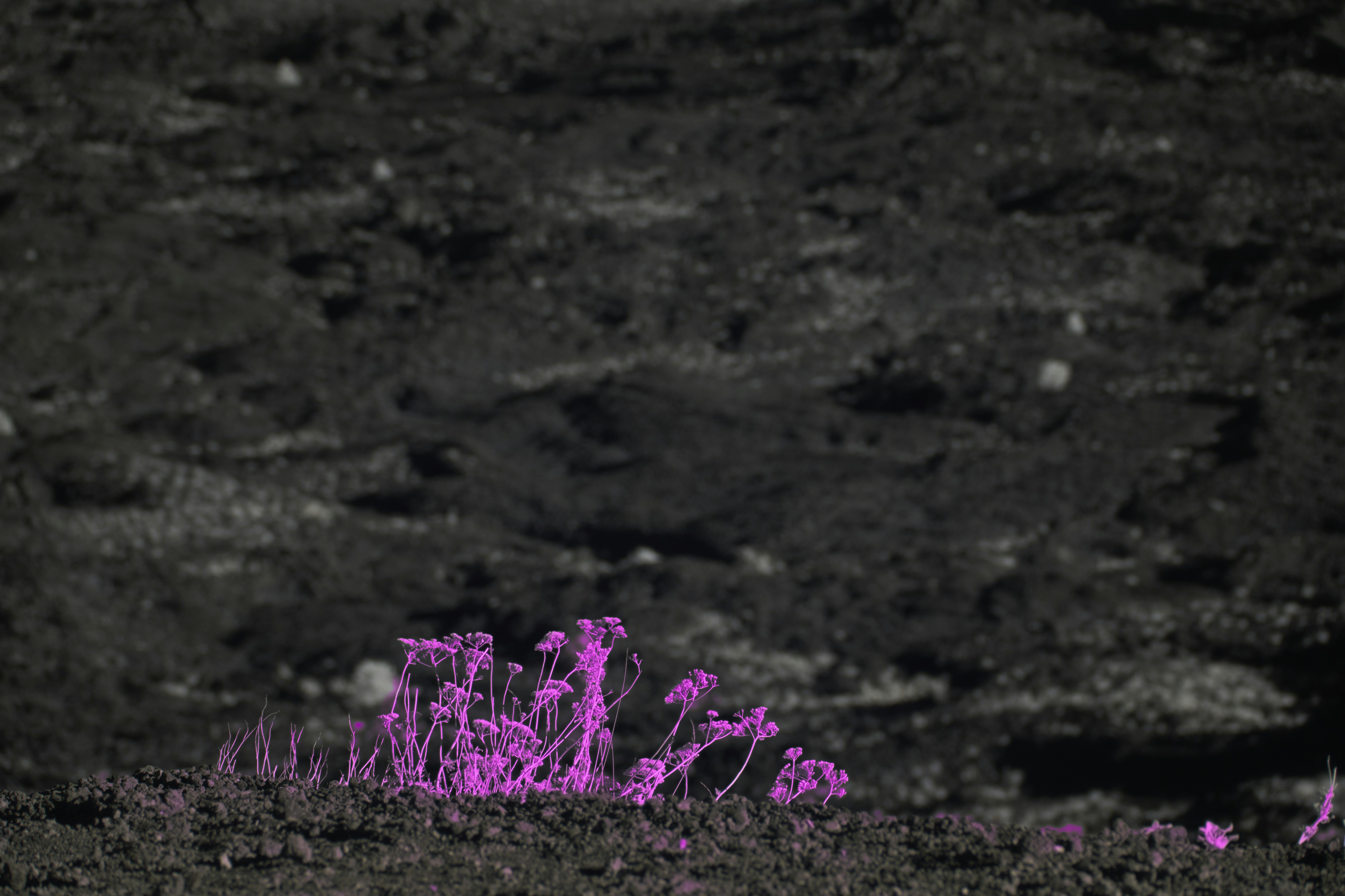 Vibrant pink alien plant growing in dark soil