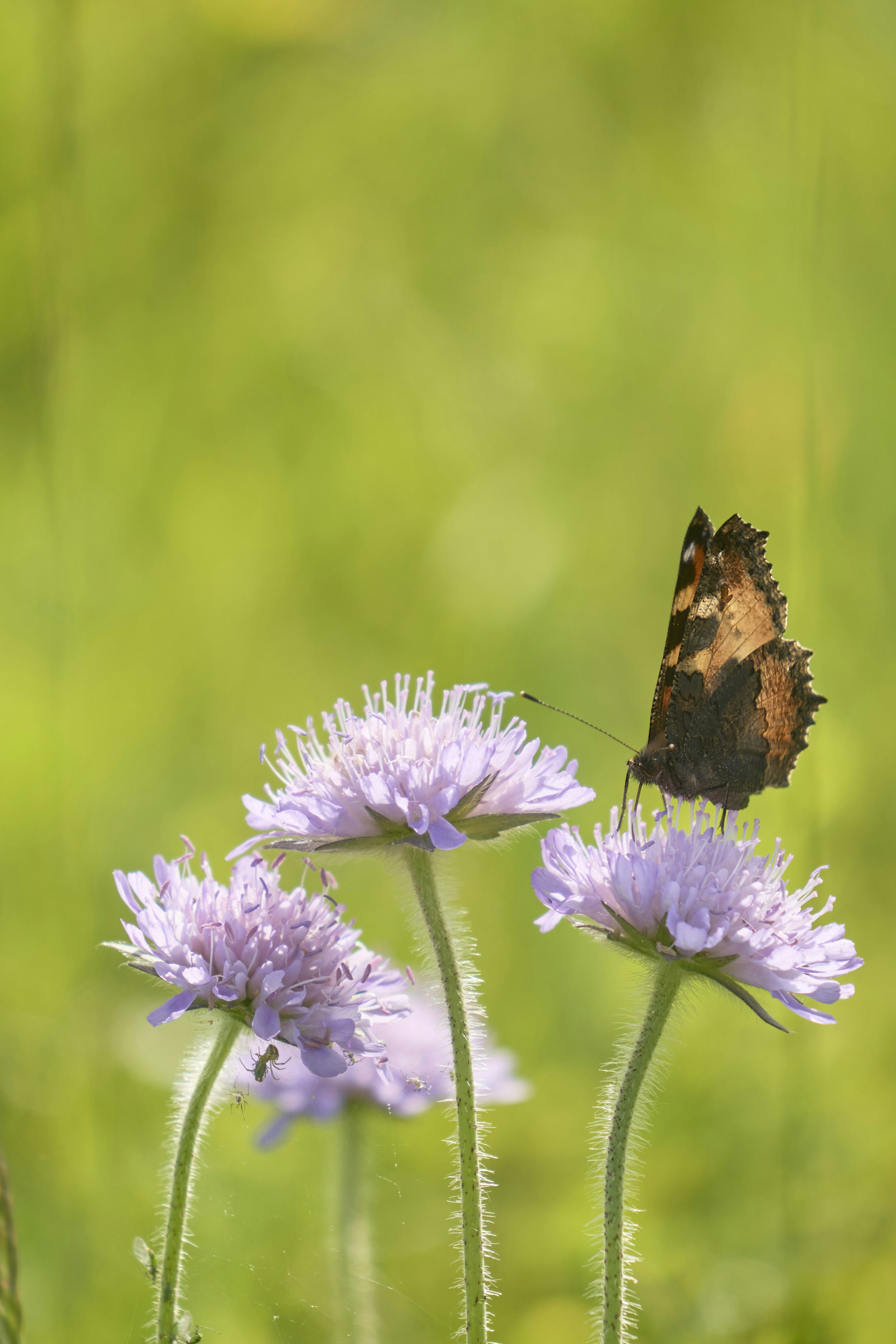 Photo by wolfgang_hasselmann