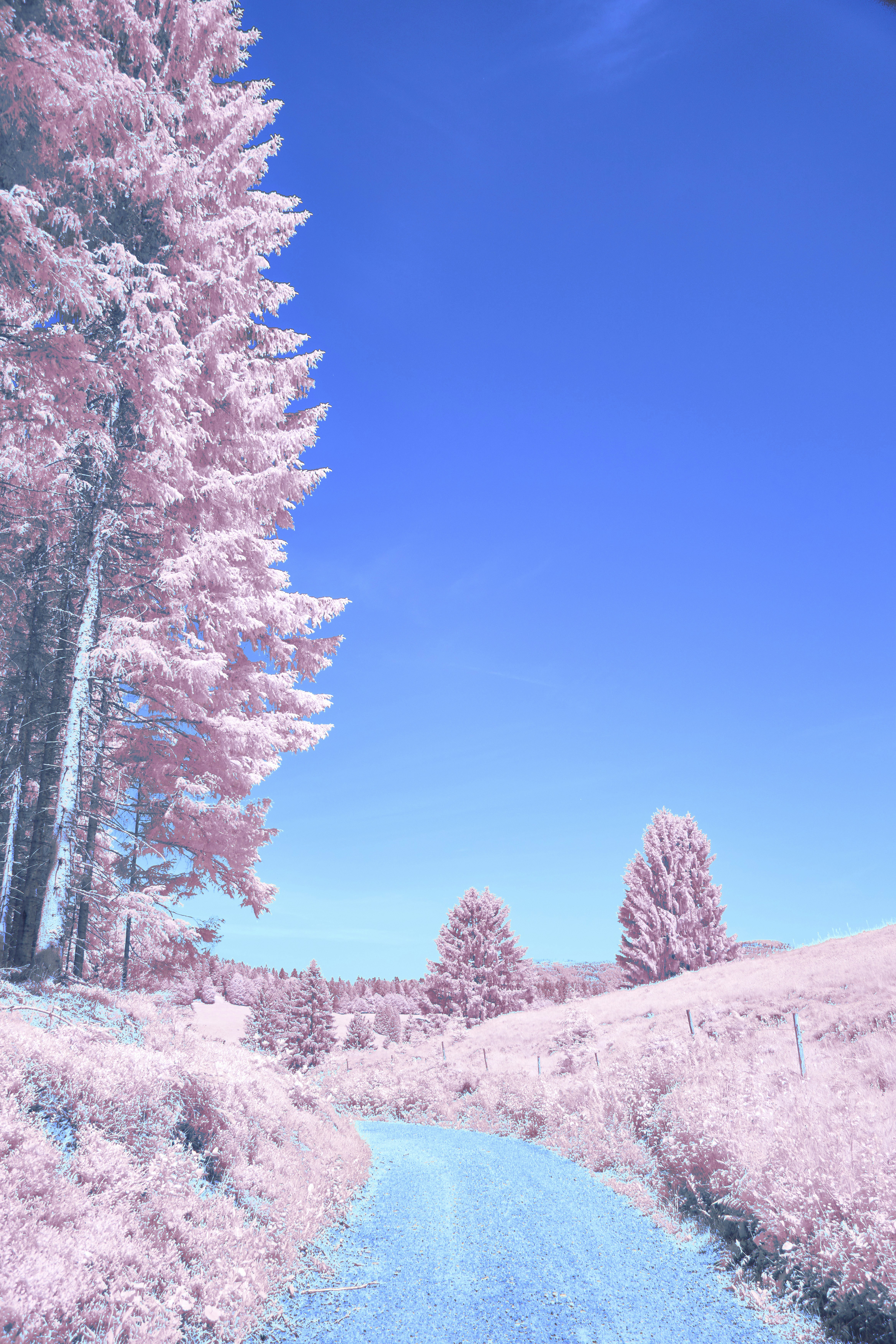 Pink trees and blue path under bright blue sky