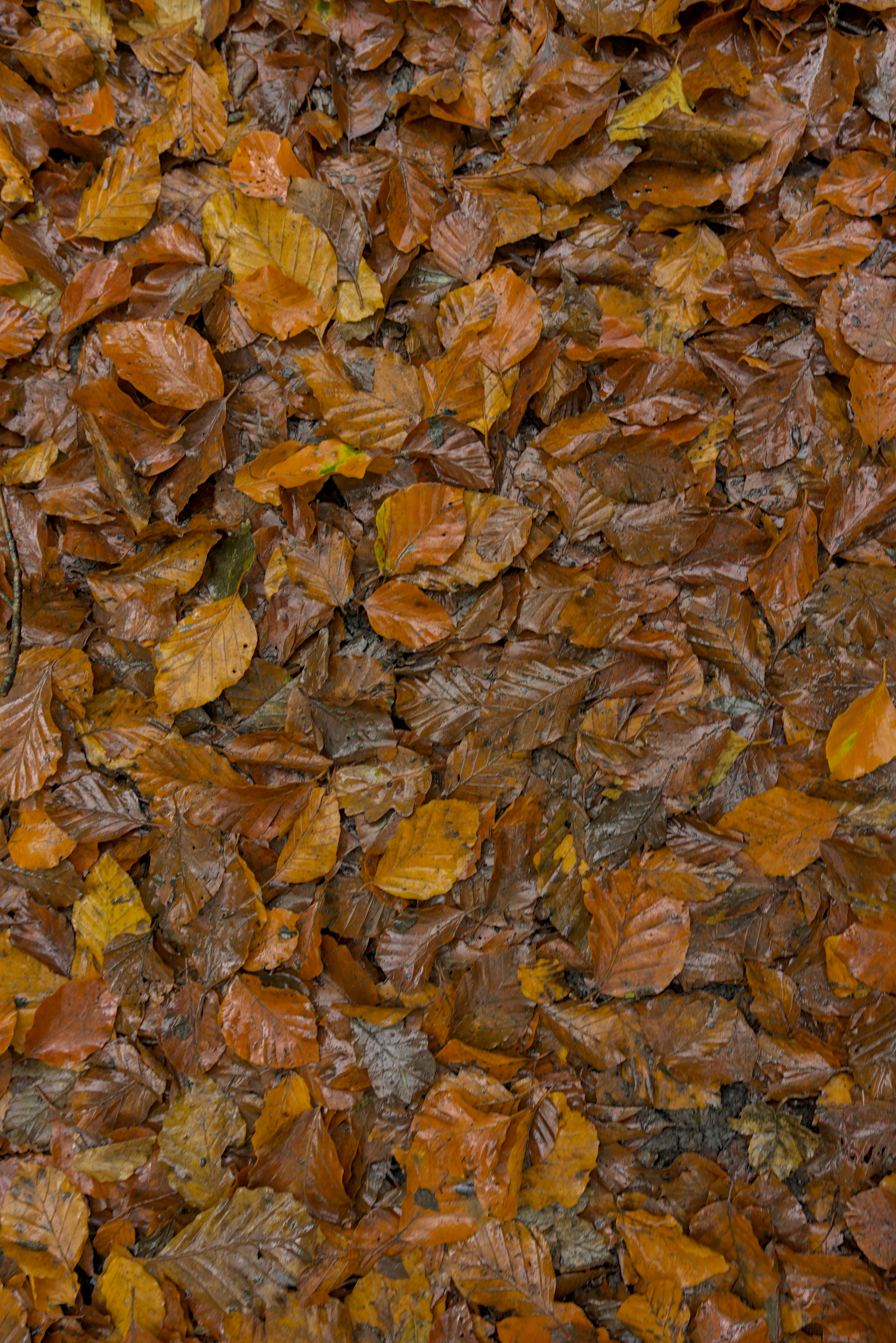 カブトムシの森 夜間採集