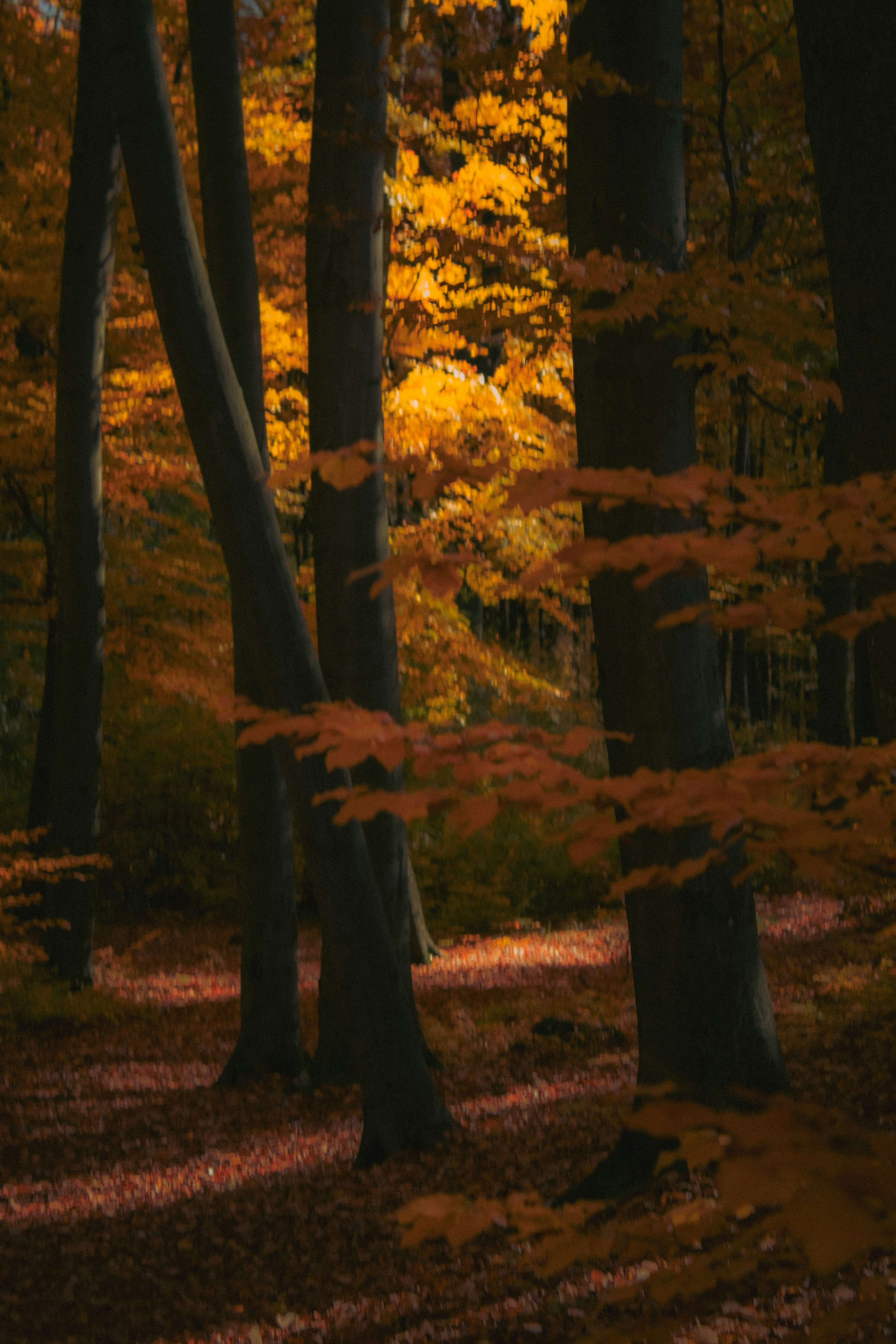 Photo by kolesnykyan