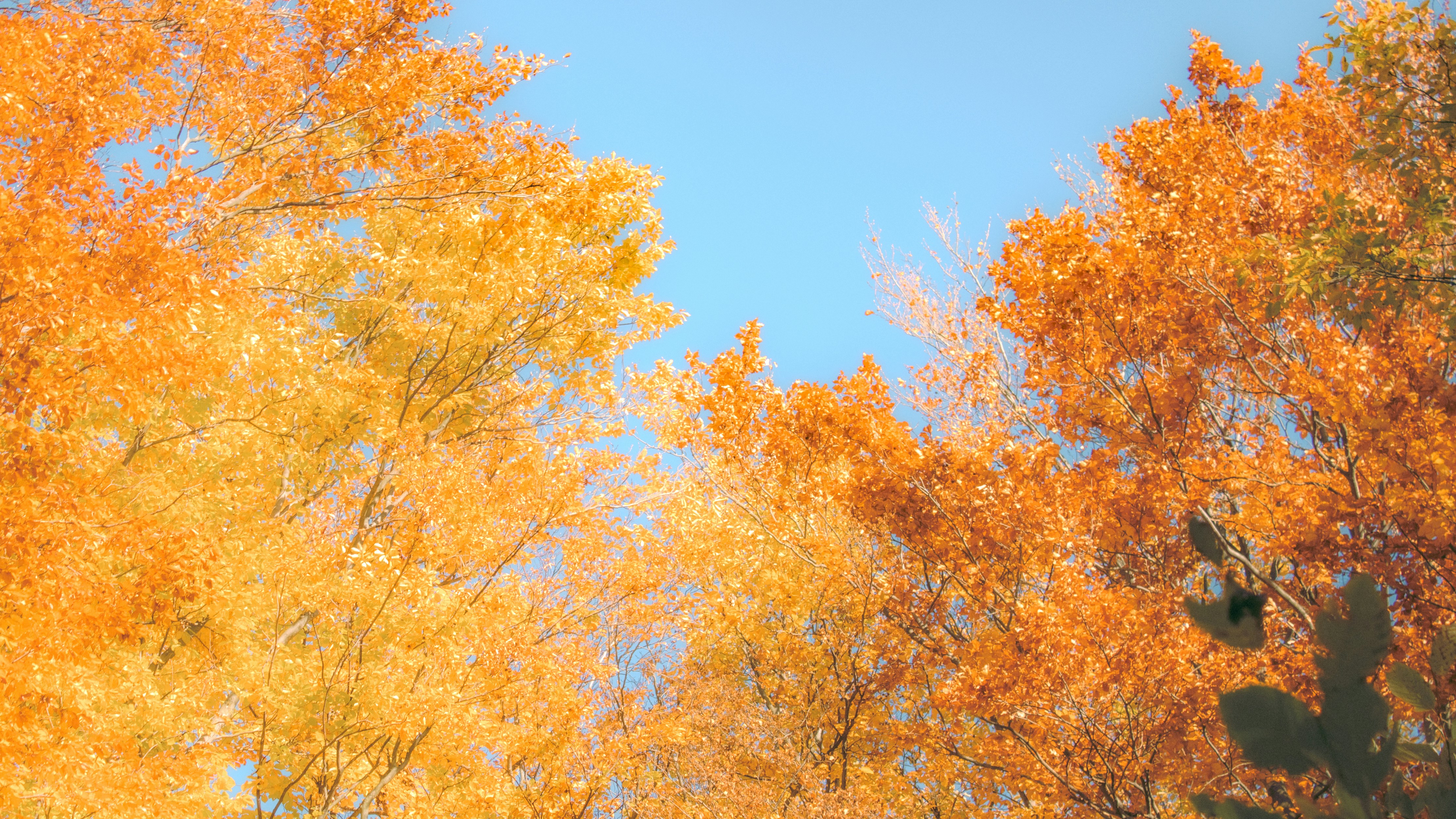 Photo by kolesnykyan