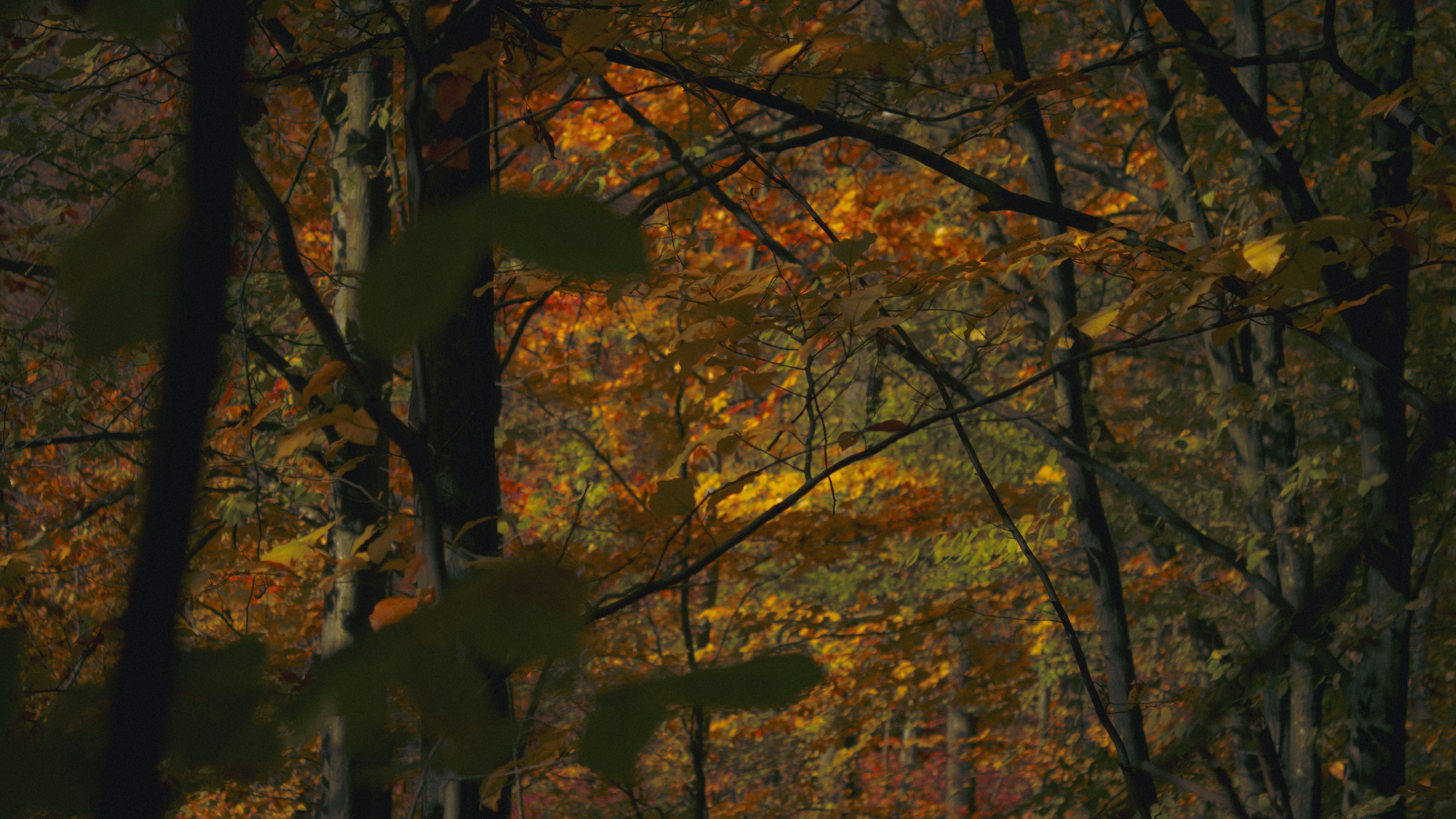 Photo by kolesnykyan