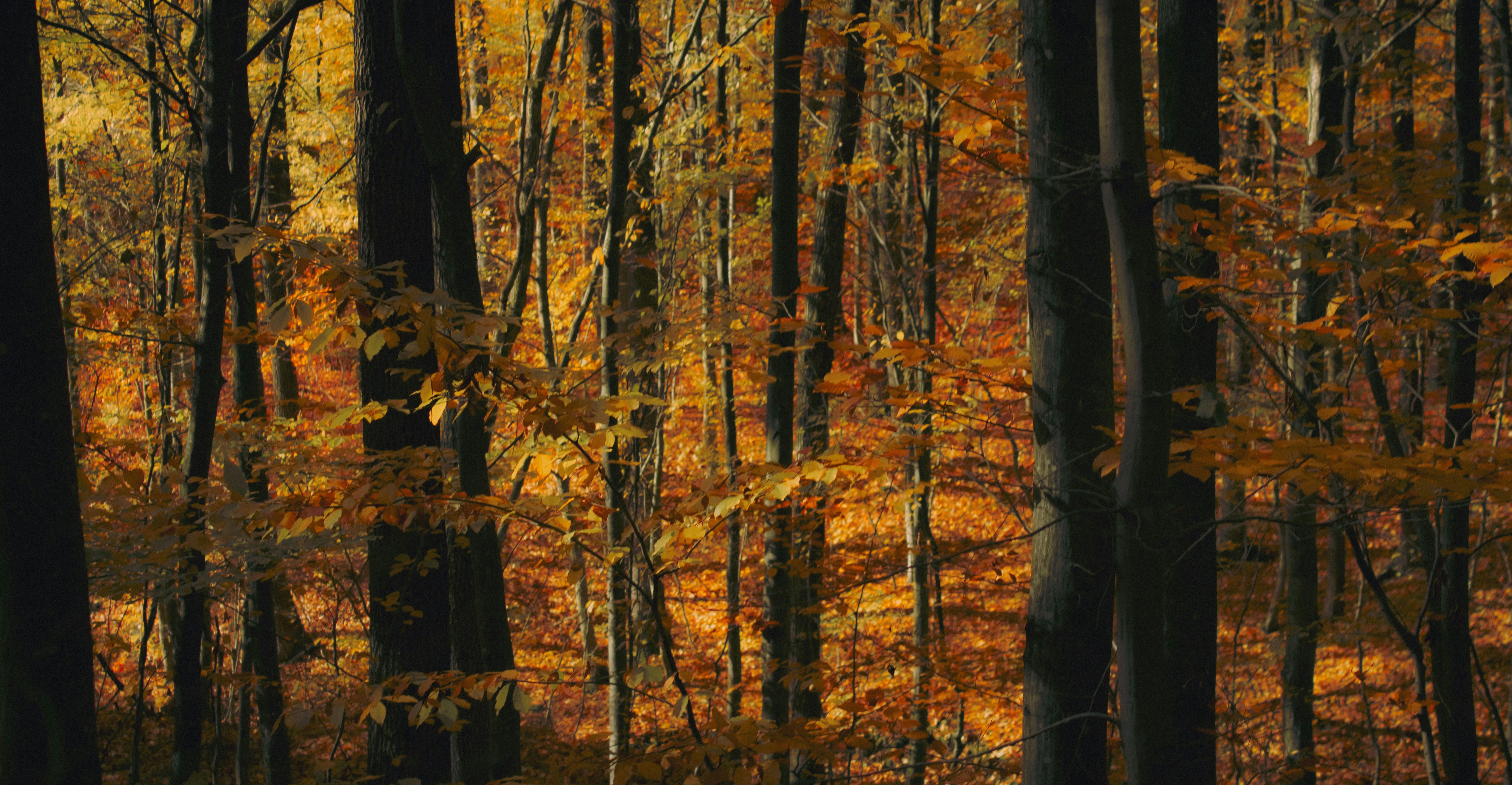 Photo by kolesnykyan