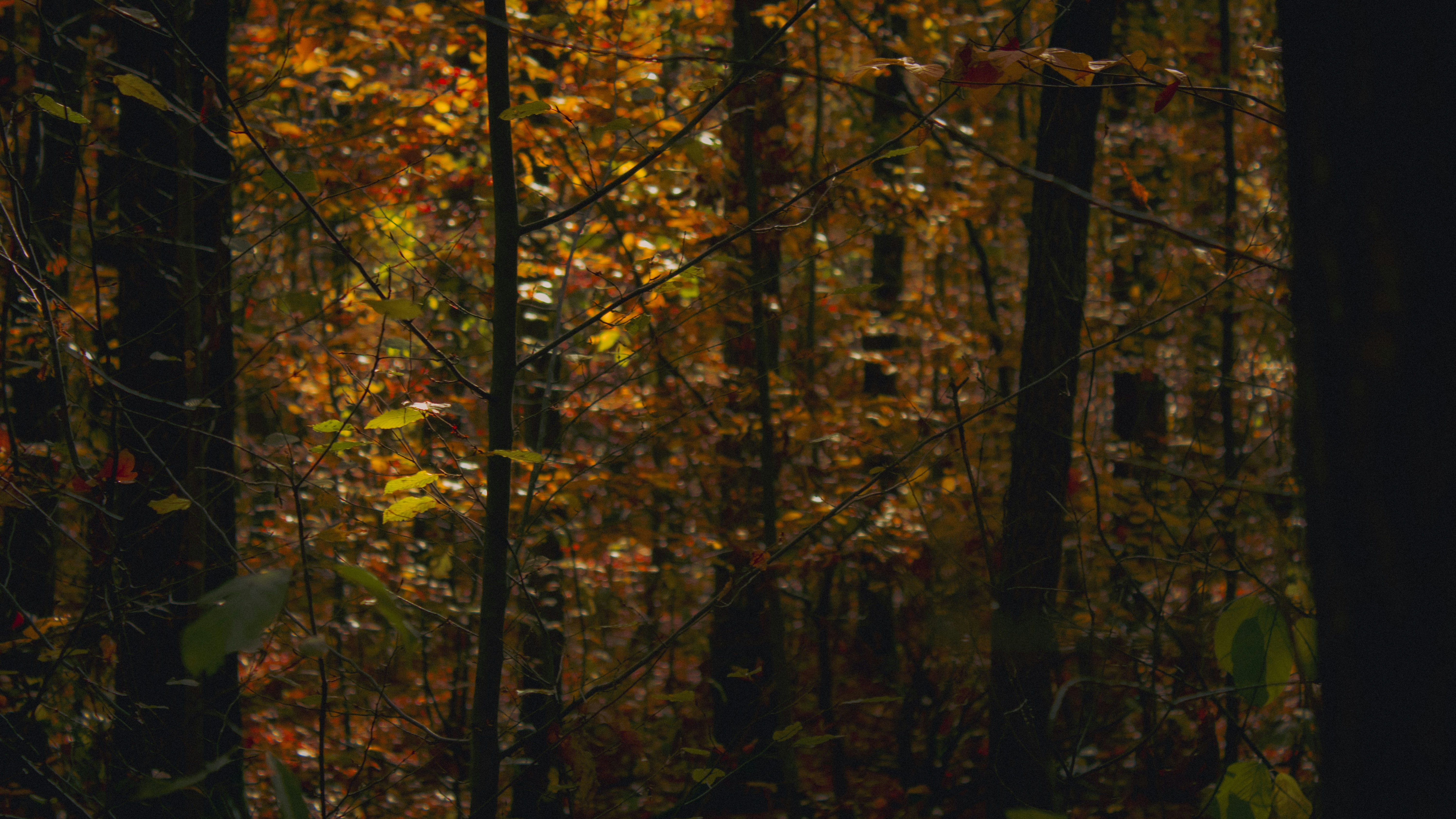 Photo by kolesnykyan