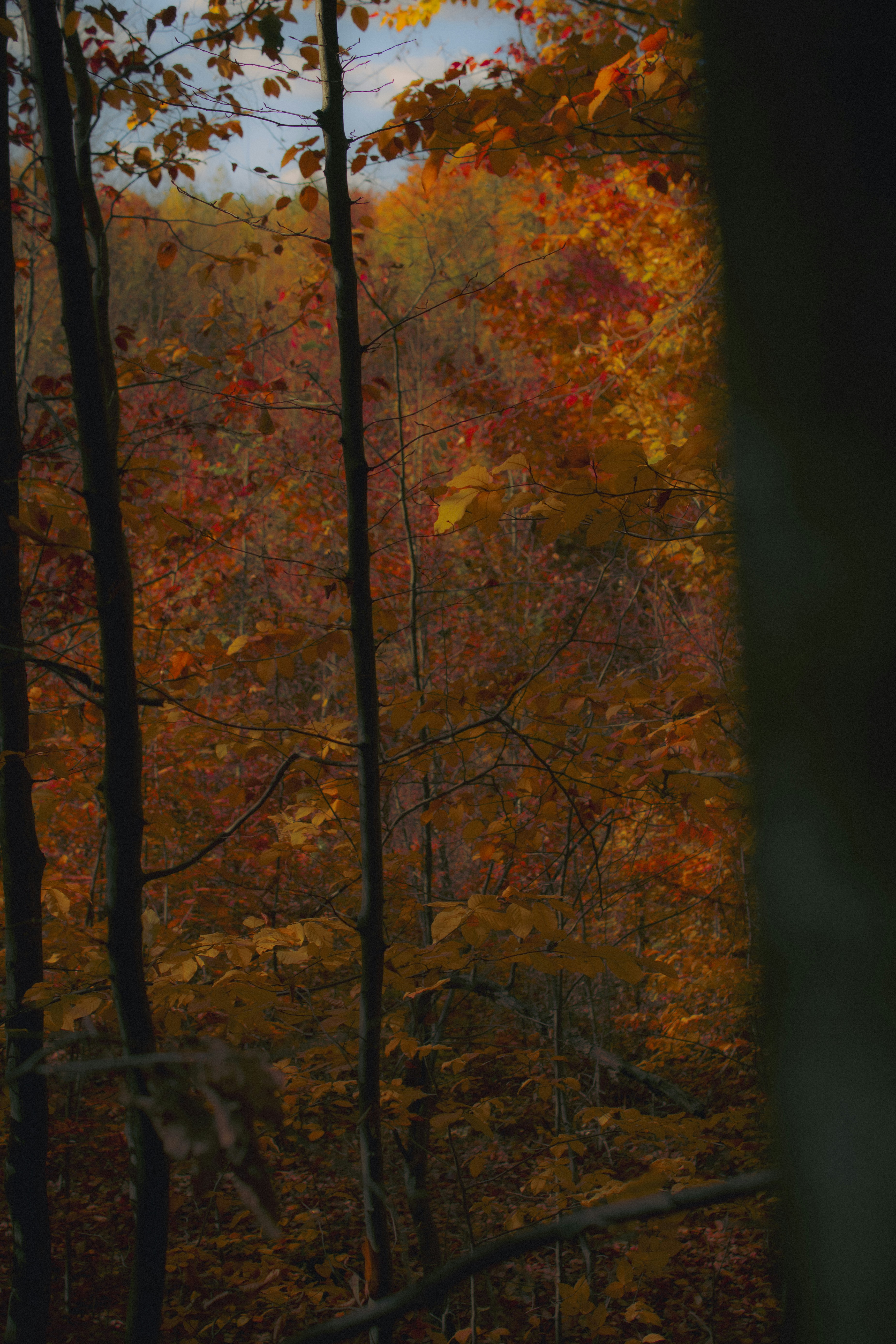 Photo by kolesnykyan