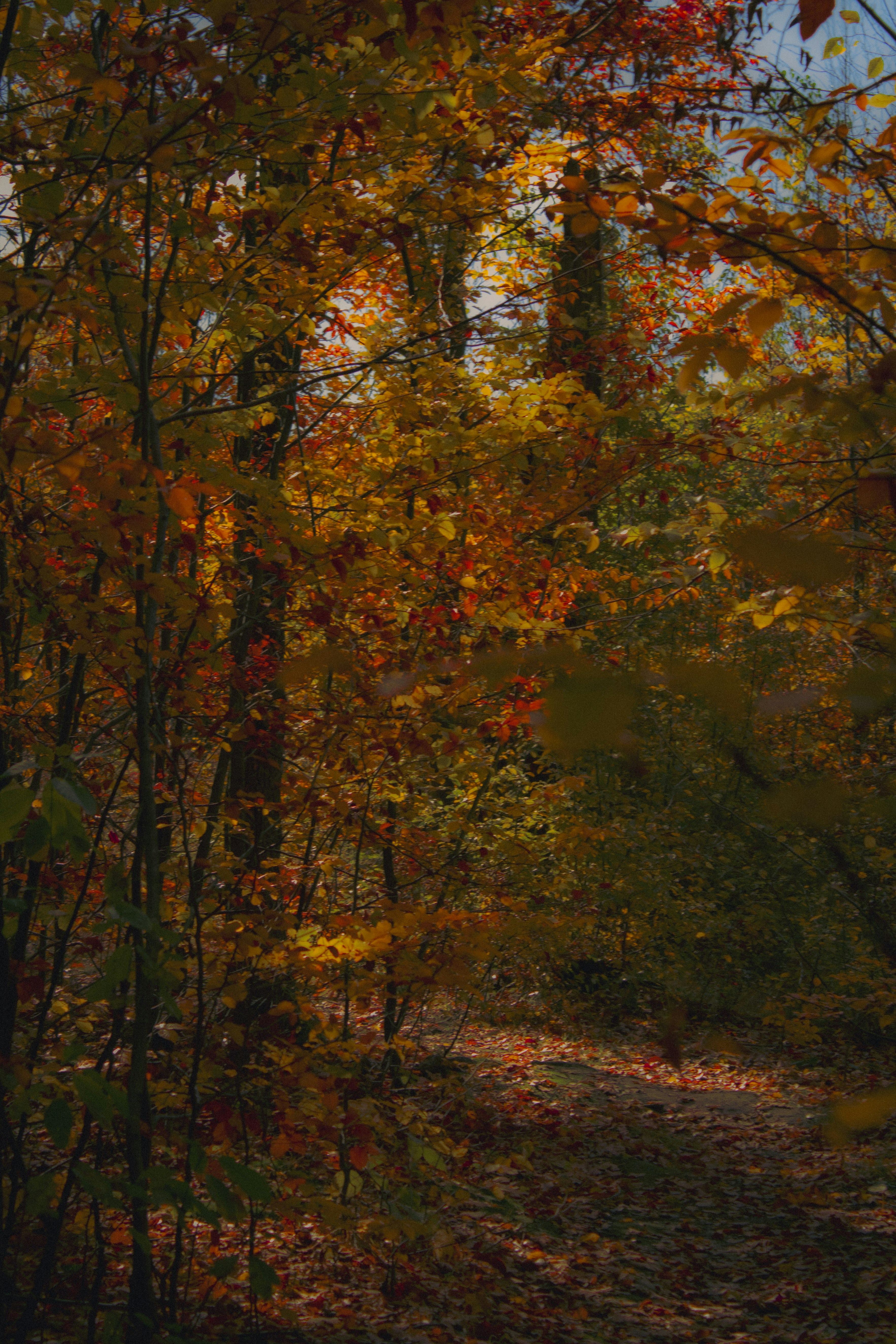 Photo by kolesnykyan