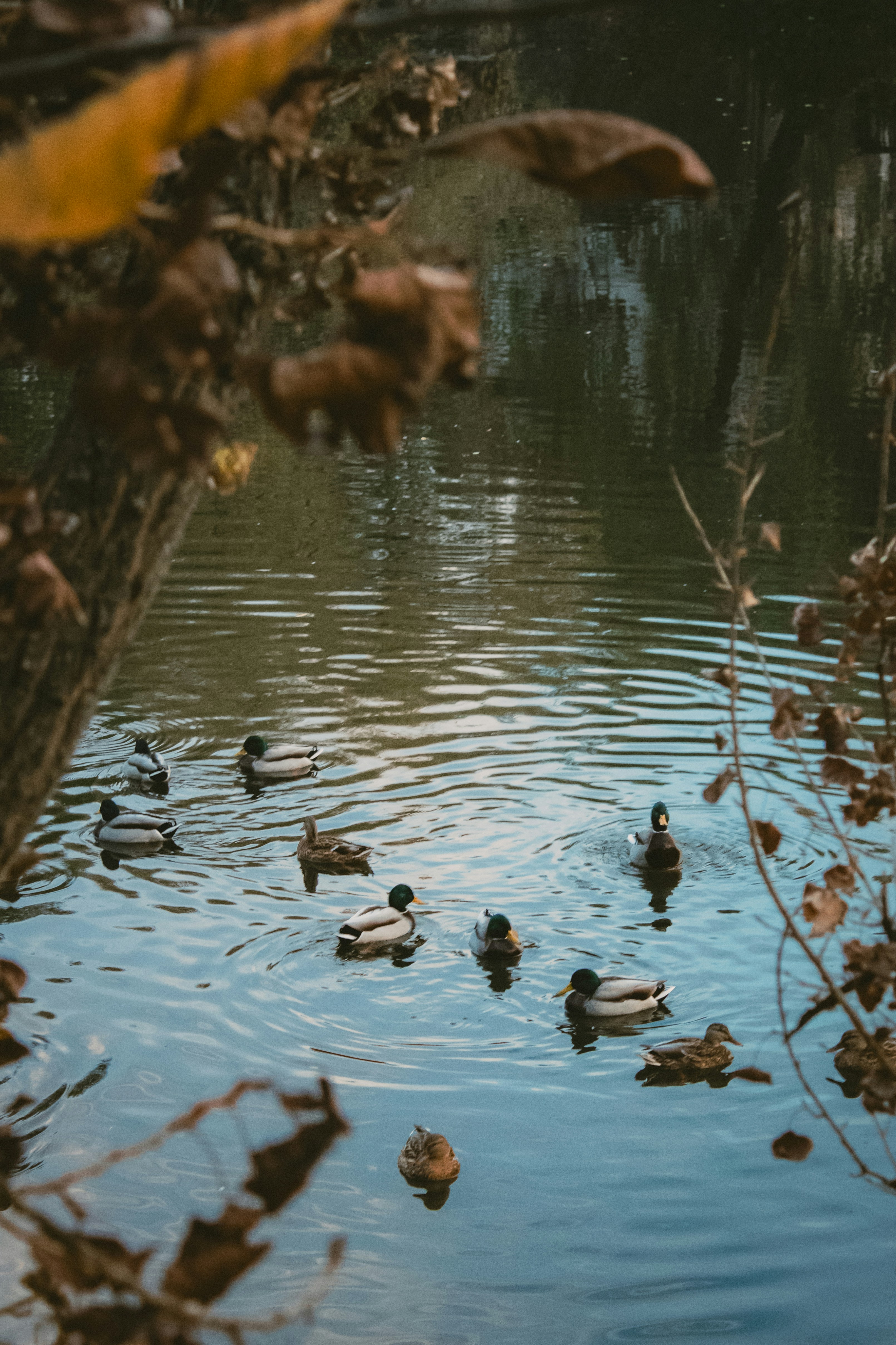 Photo by kolesnykyan