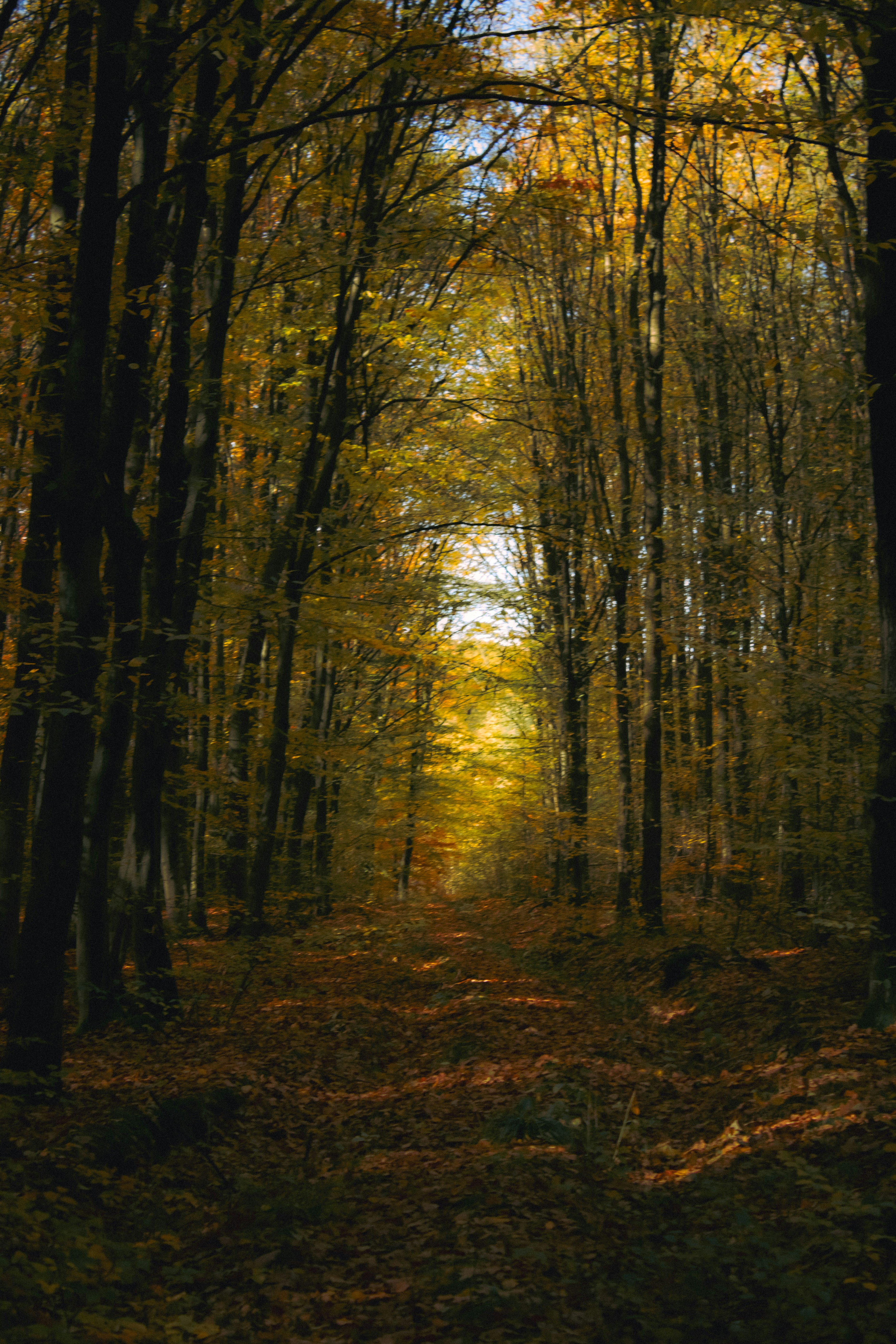 Photo by kolesnykyan