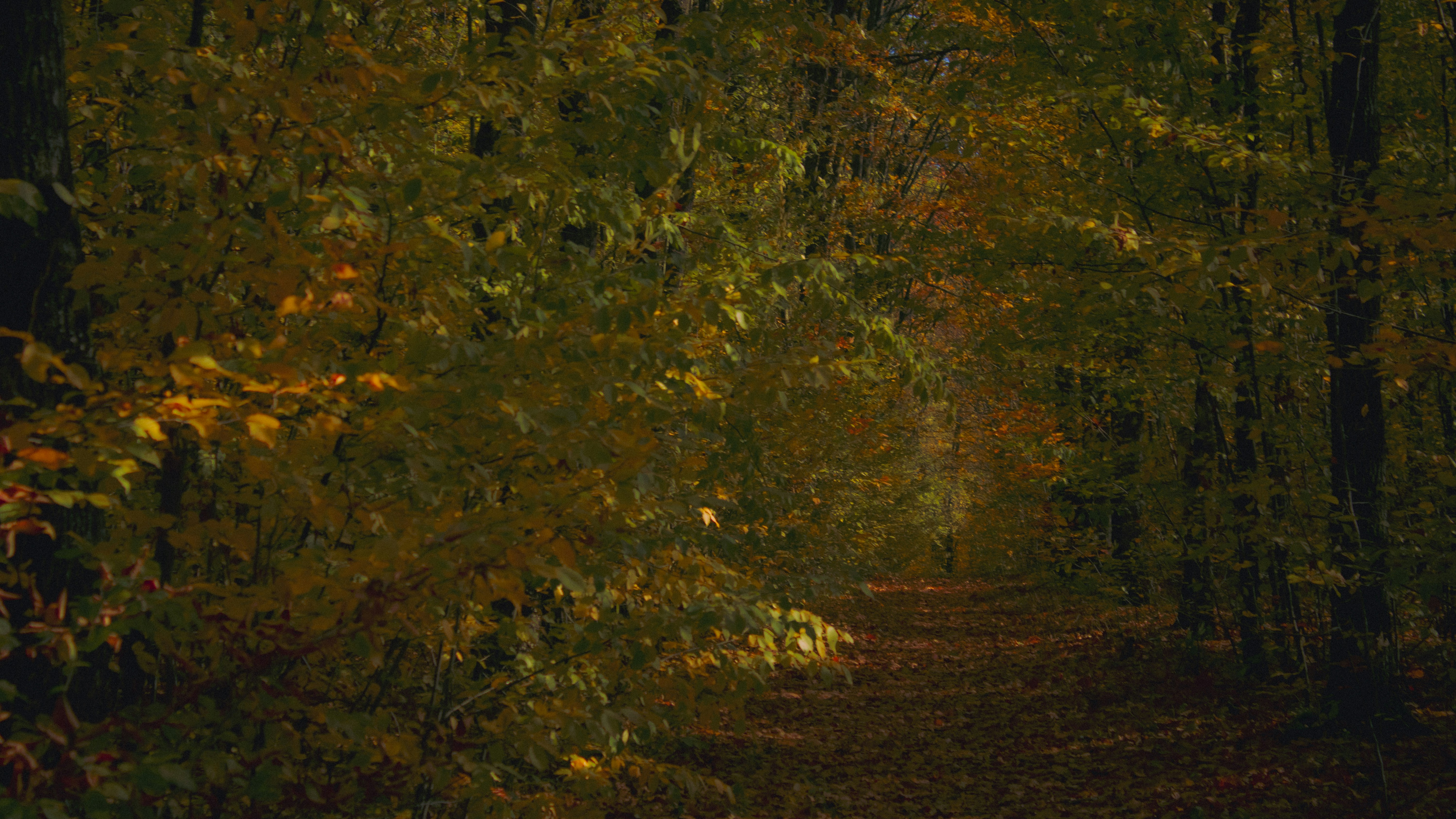 Photo by kolesnykyan