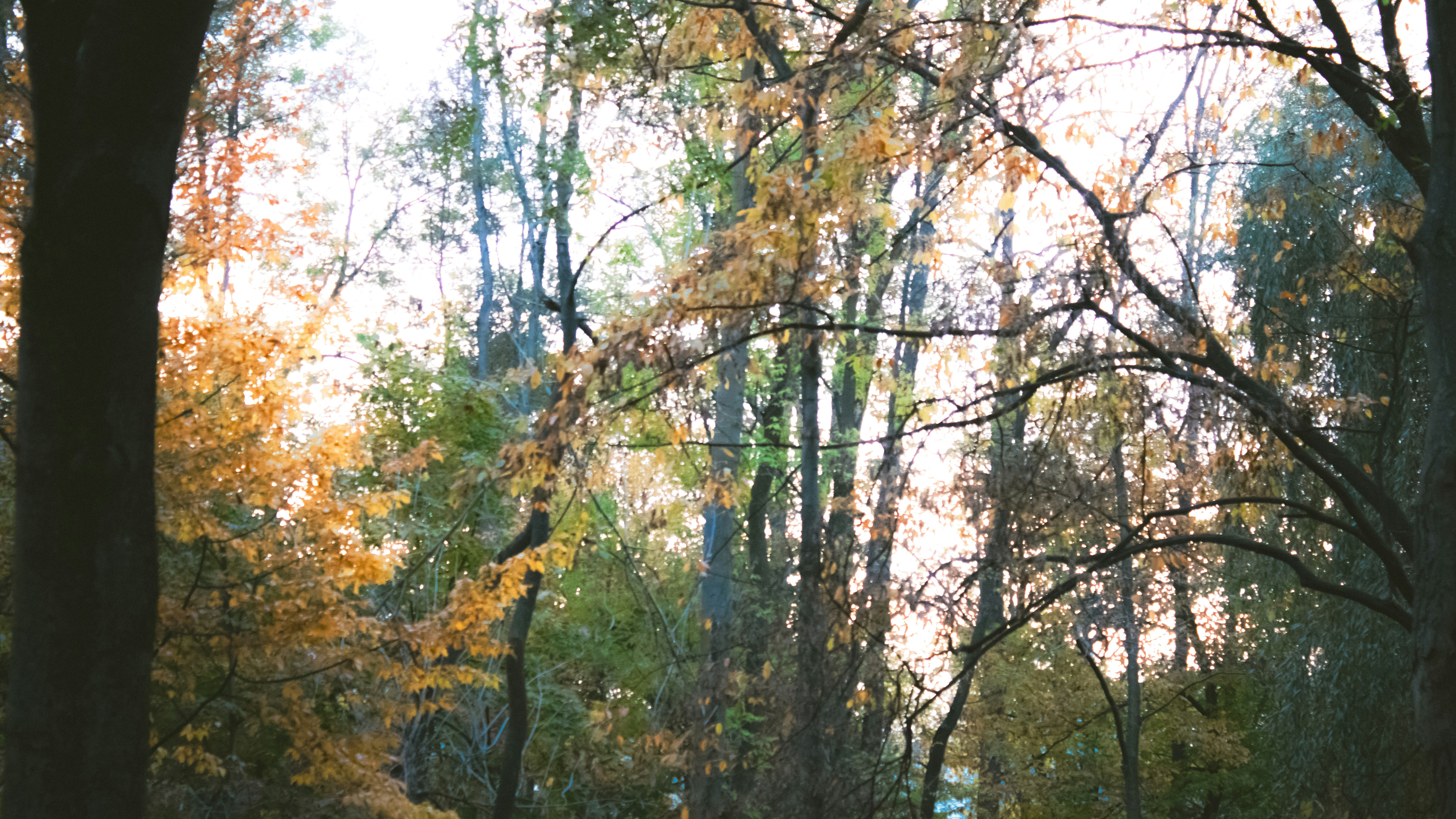 Photo by kolesnykyan