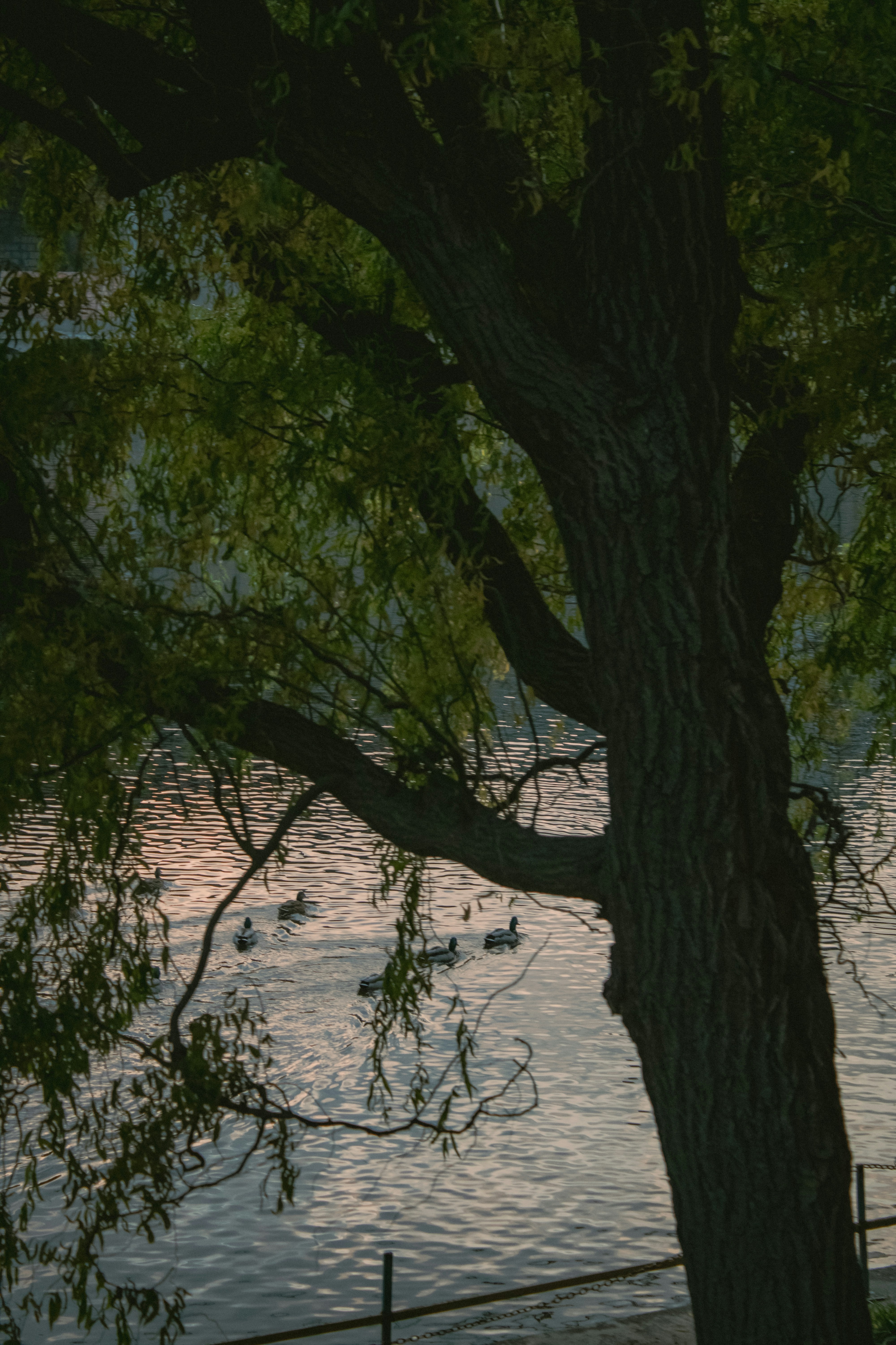 Photo by kolesnykyan