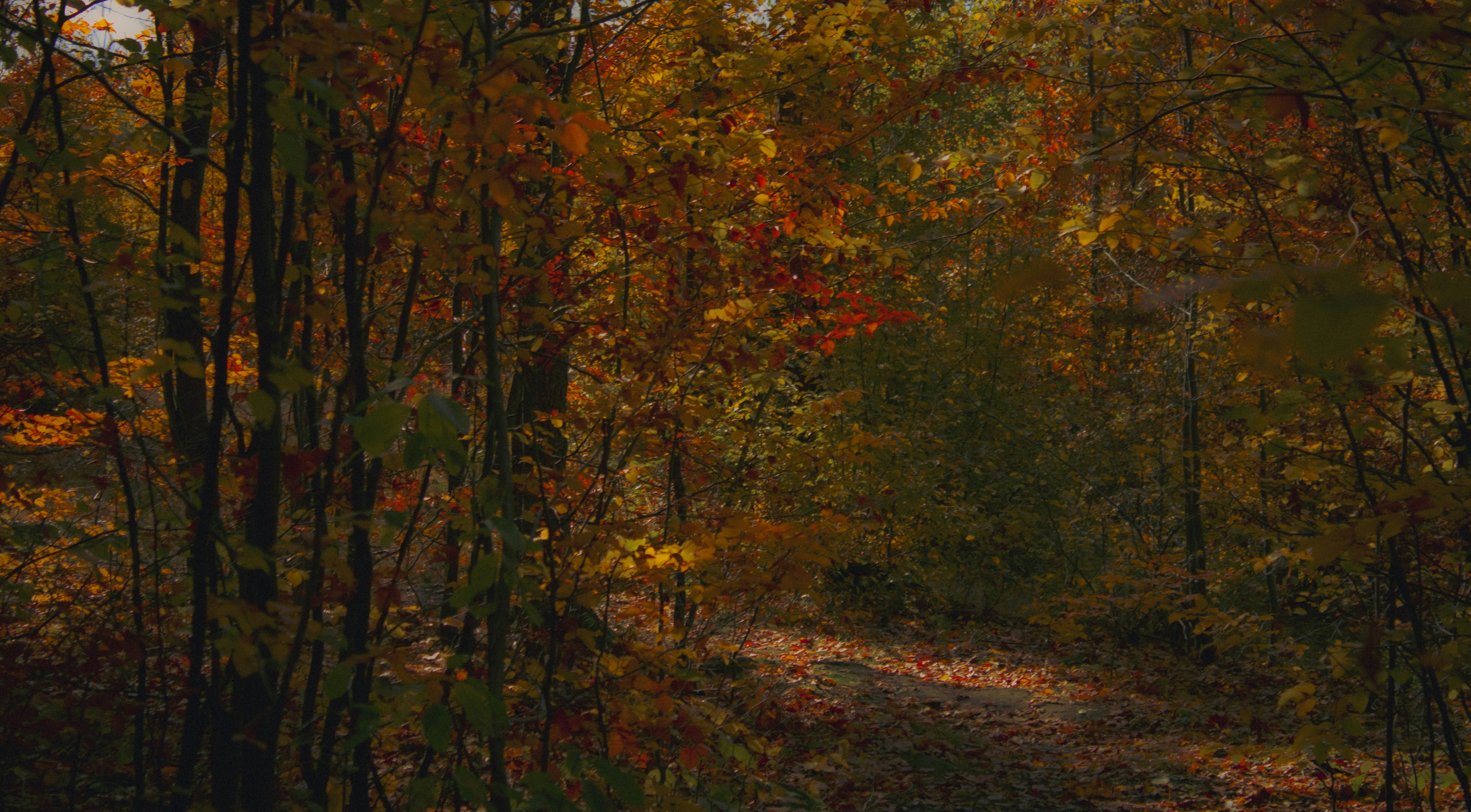 Photo by kolesnykyan