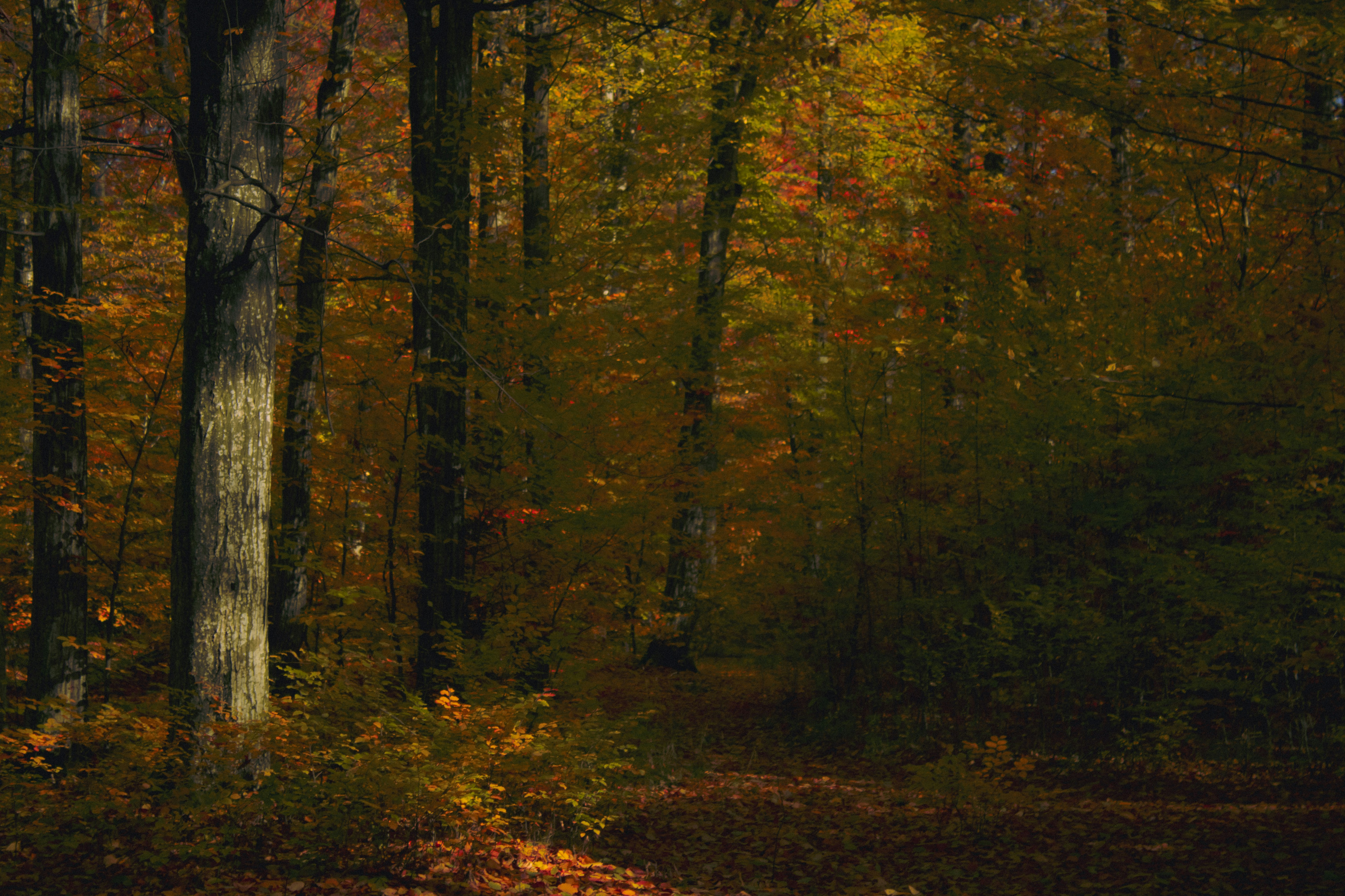 Photo by kolesnykyan