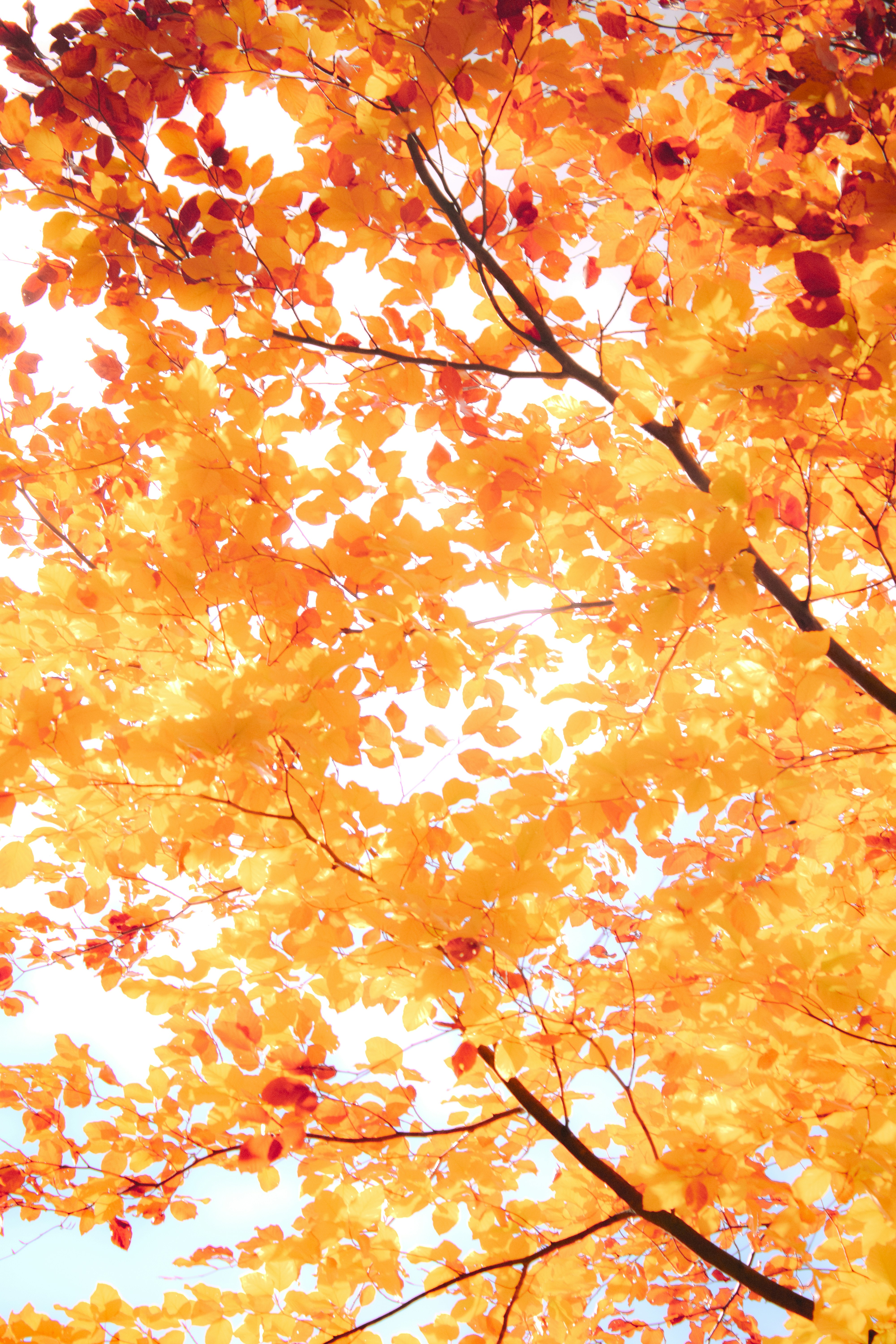 Photo by kolesnykyan