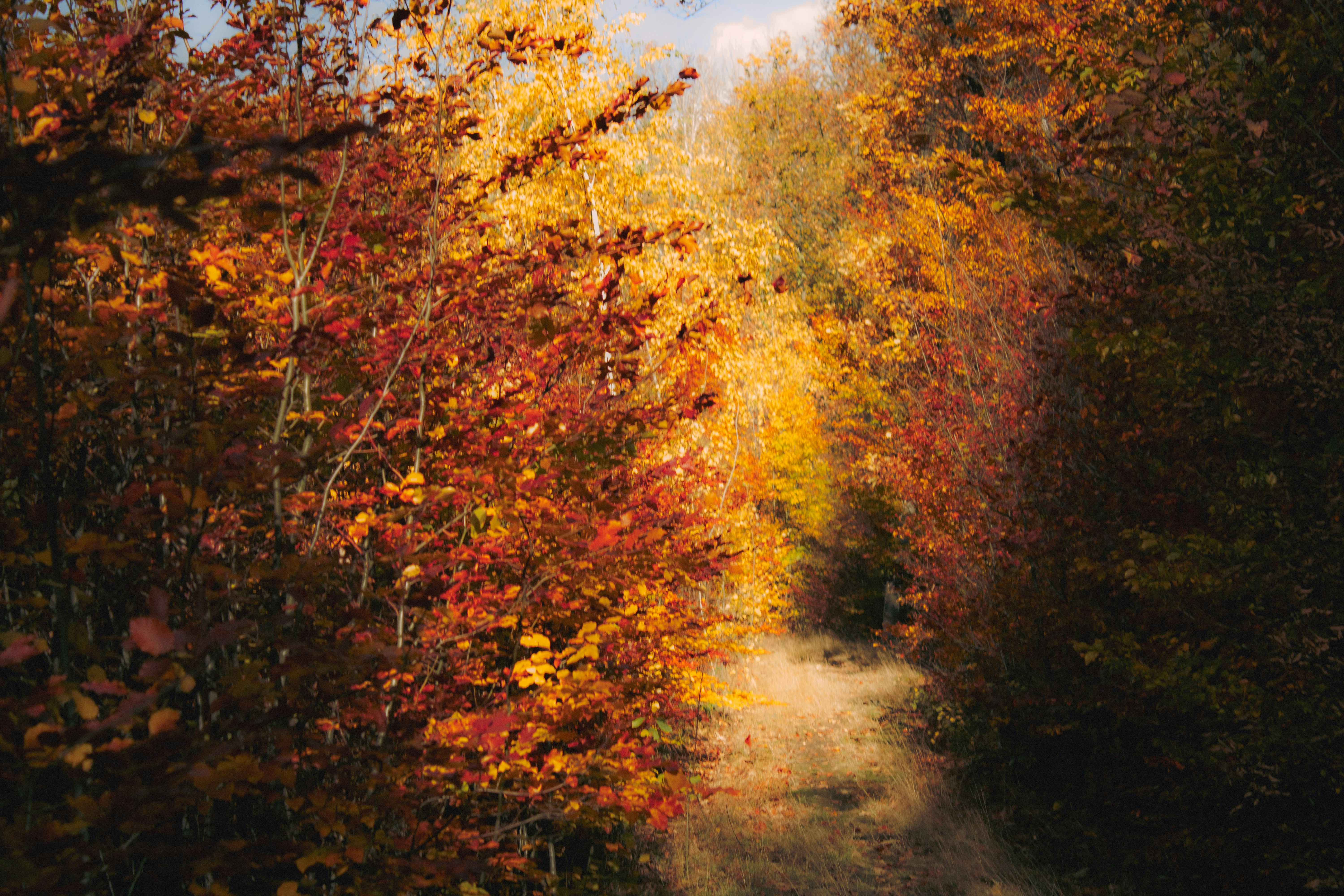 Photo by kolesnykyan