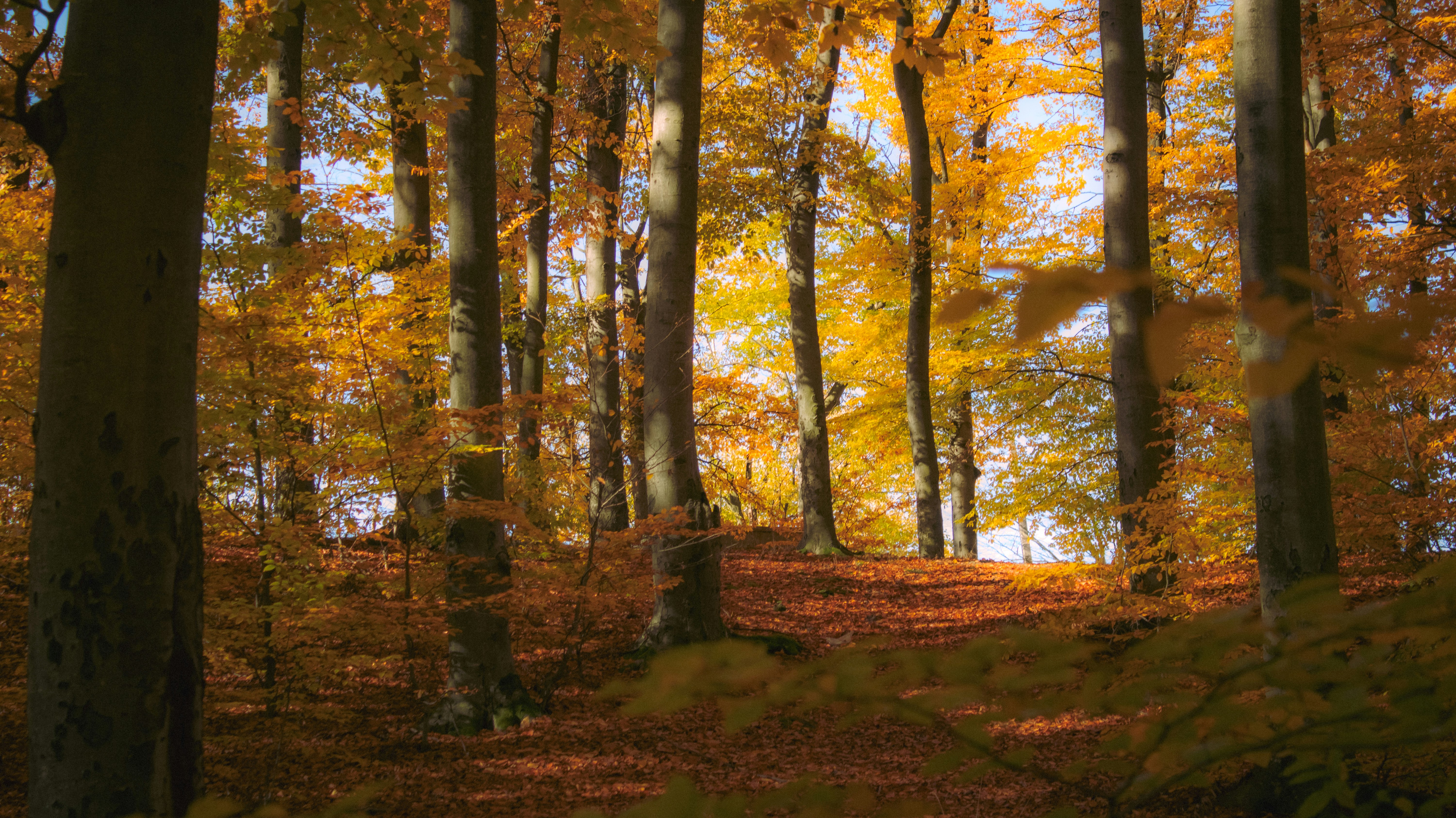 Photo by kolesnykyan