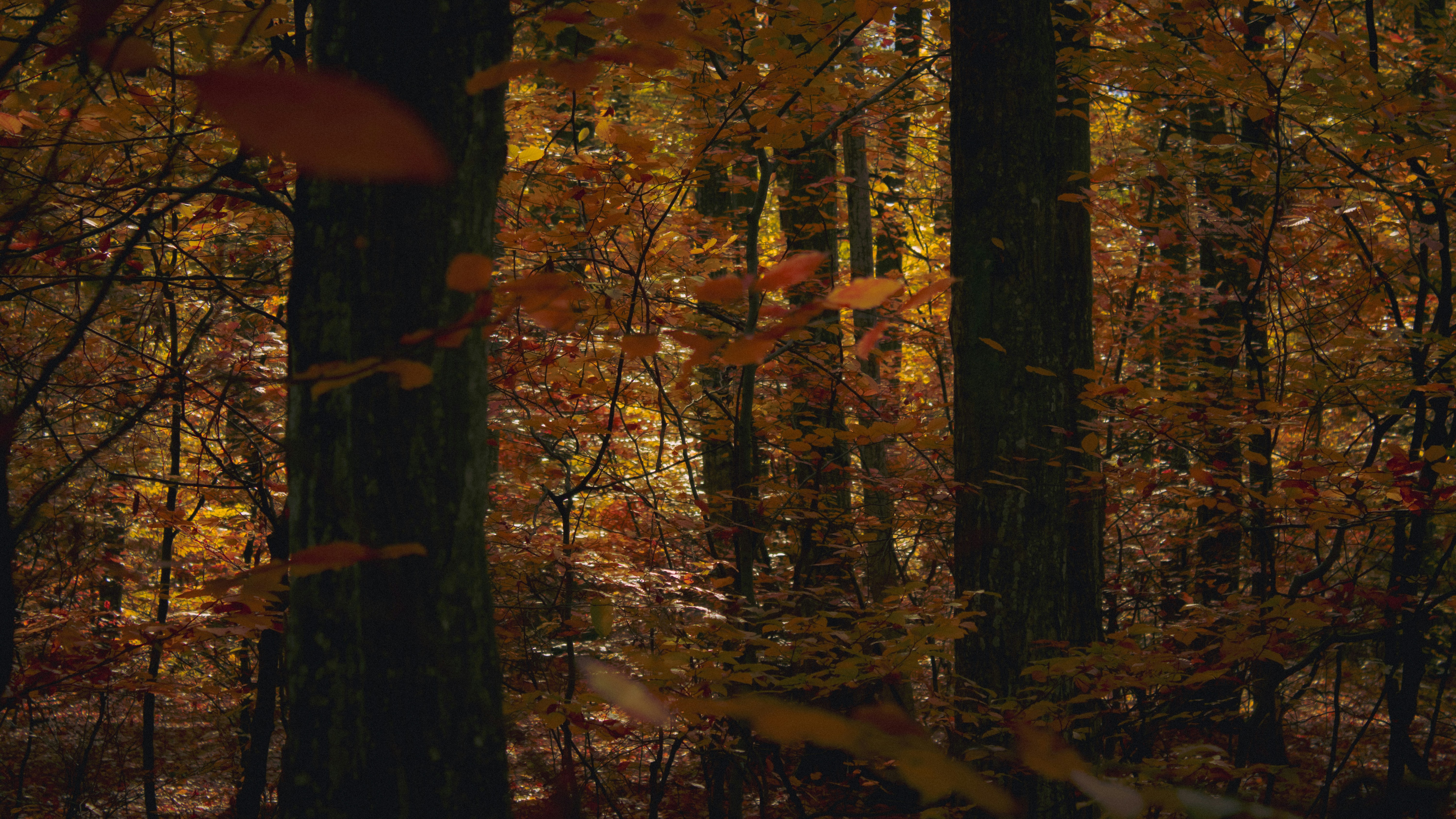 Forest Dining Ambience