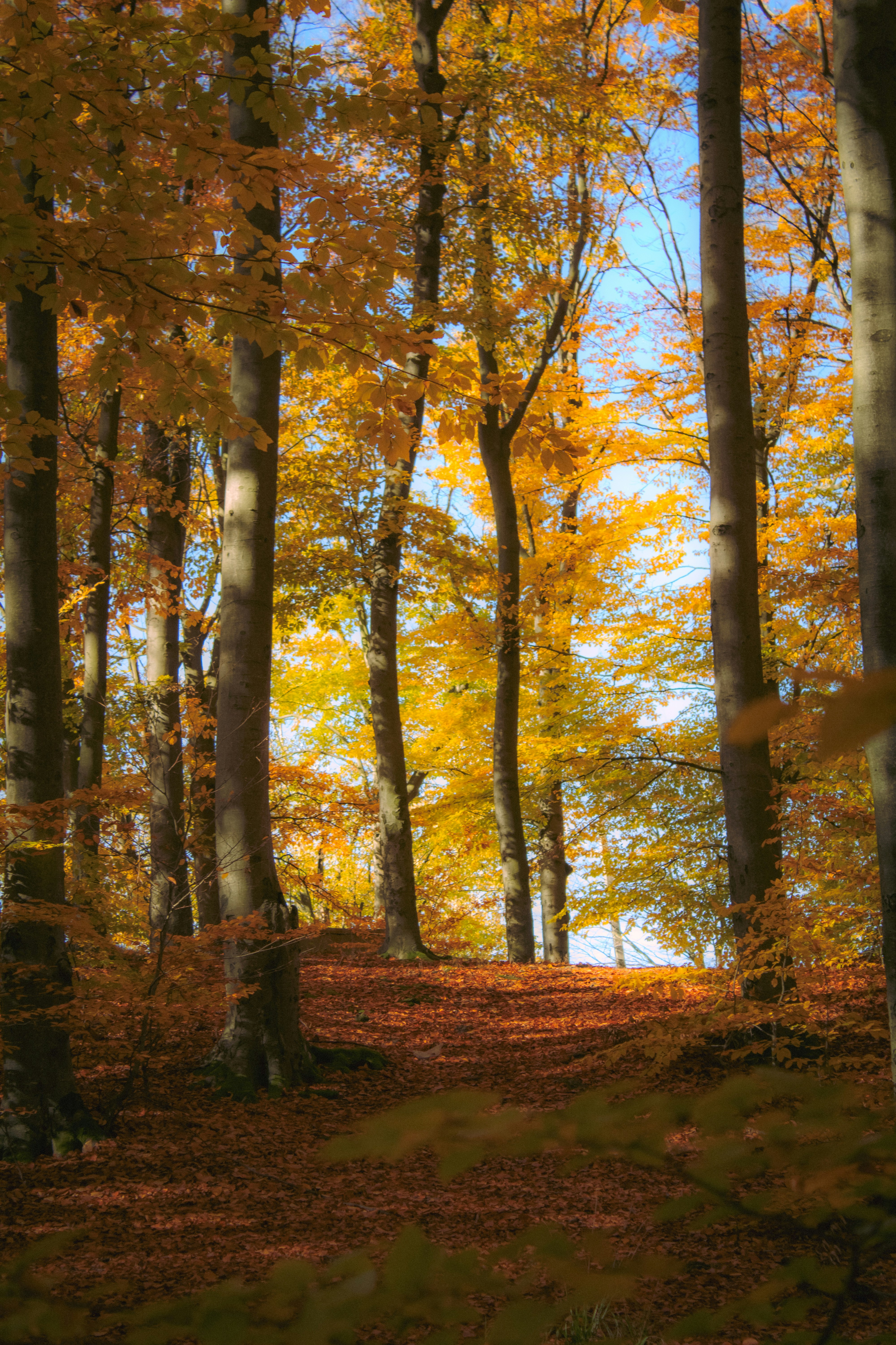 Photo by kolesnykyan