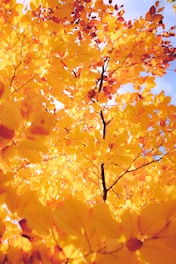 Vibrant autumn leaves against a bright blue sky