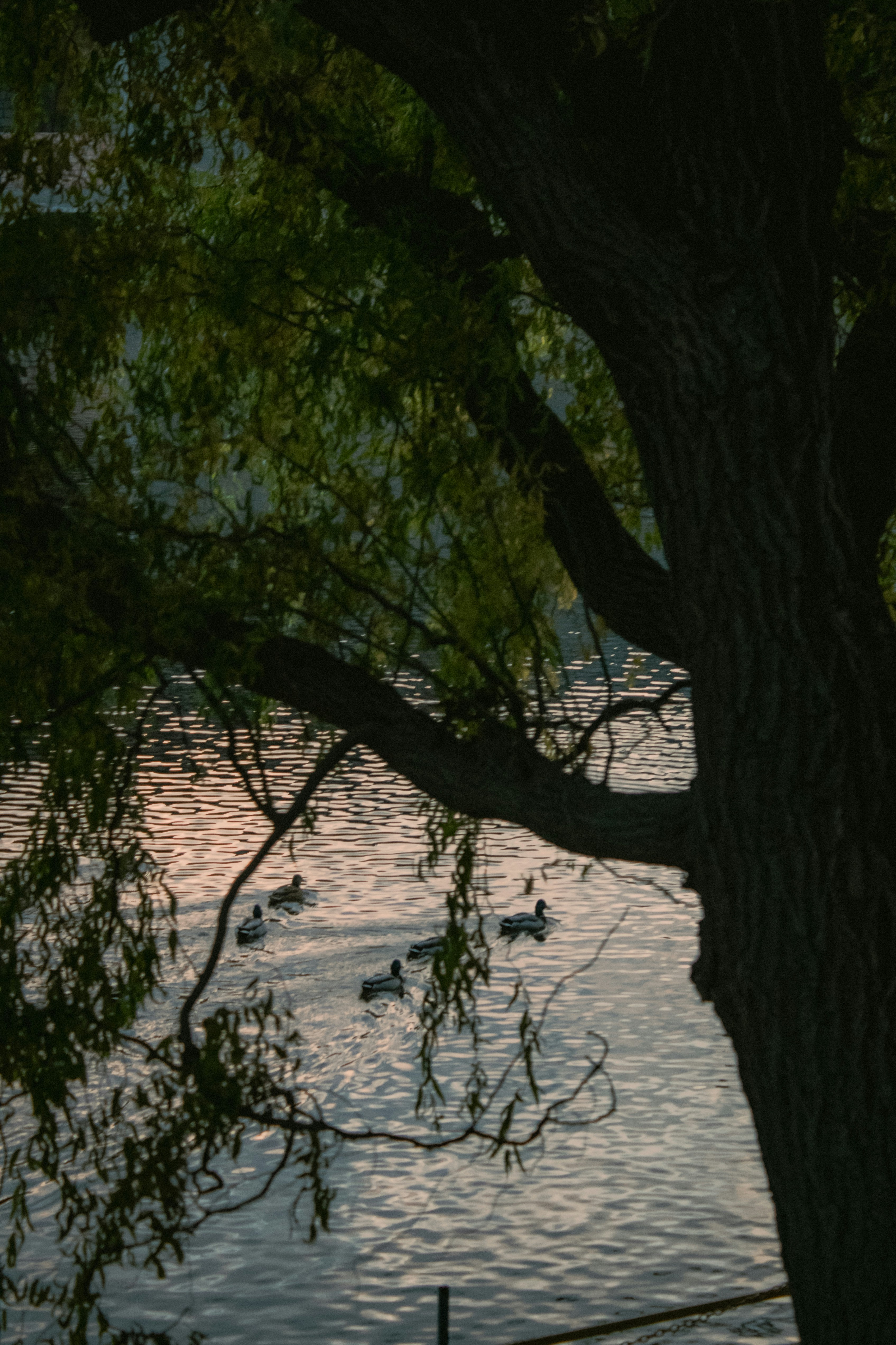 Photo by kolesnykyan