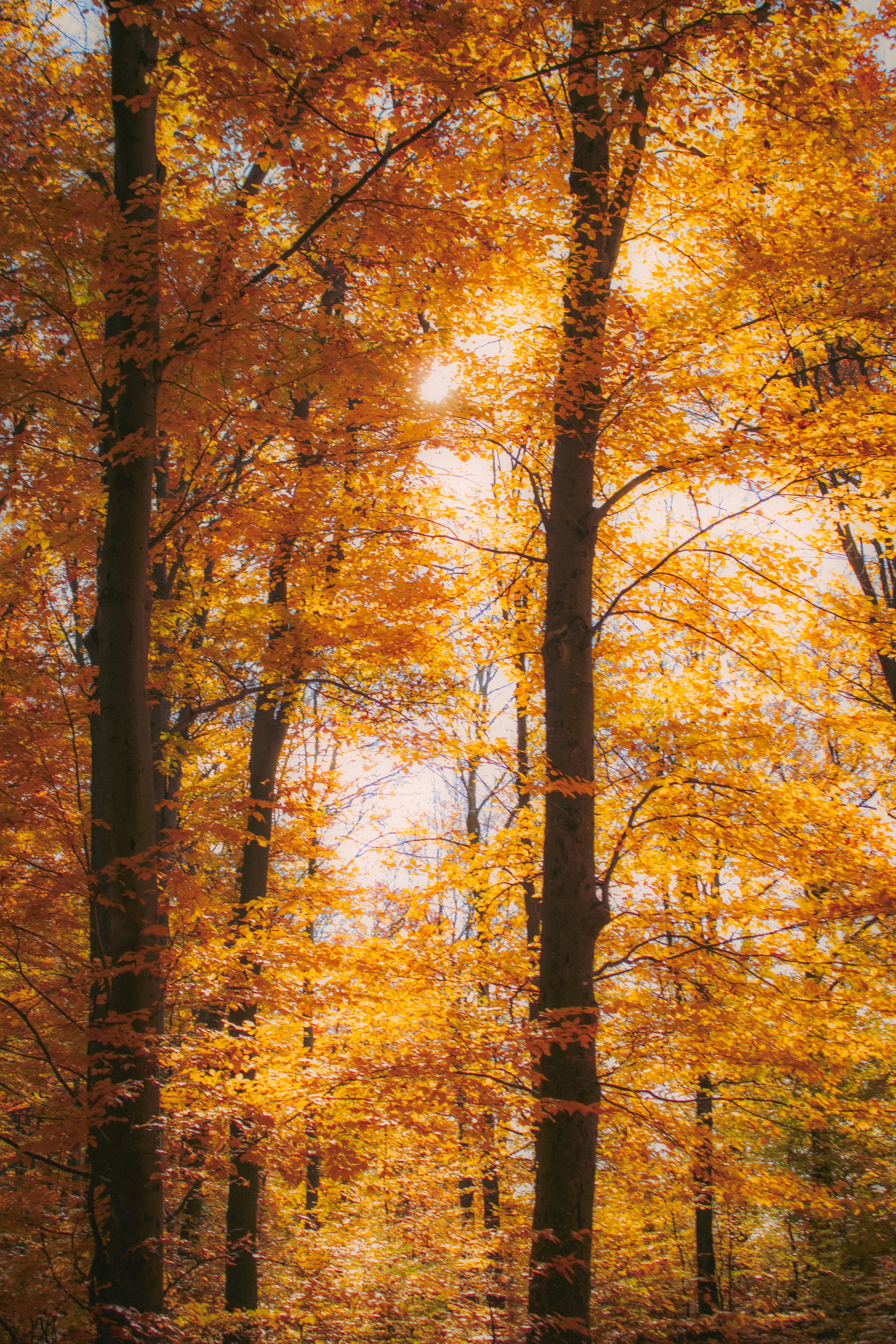 Photo by kolesnykyan