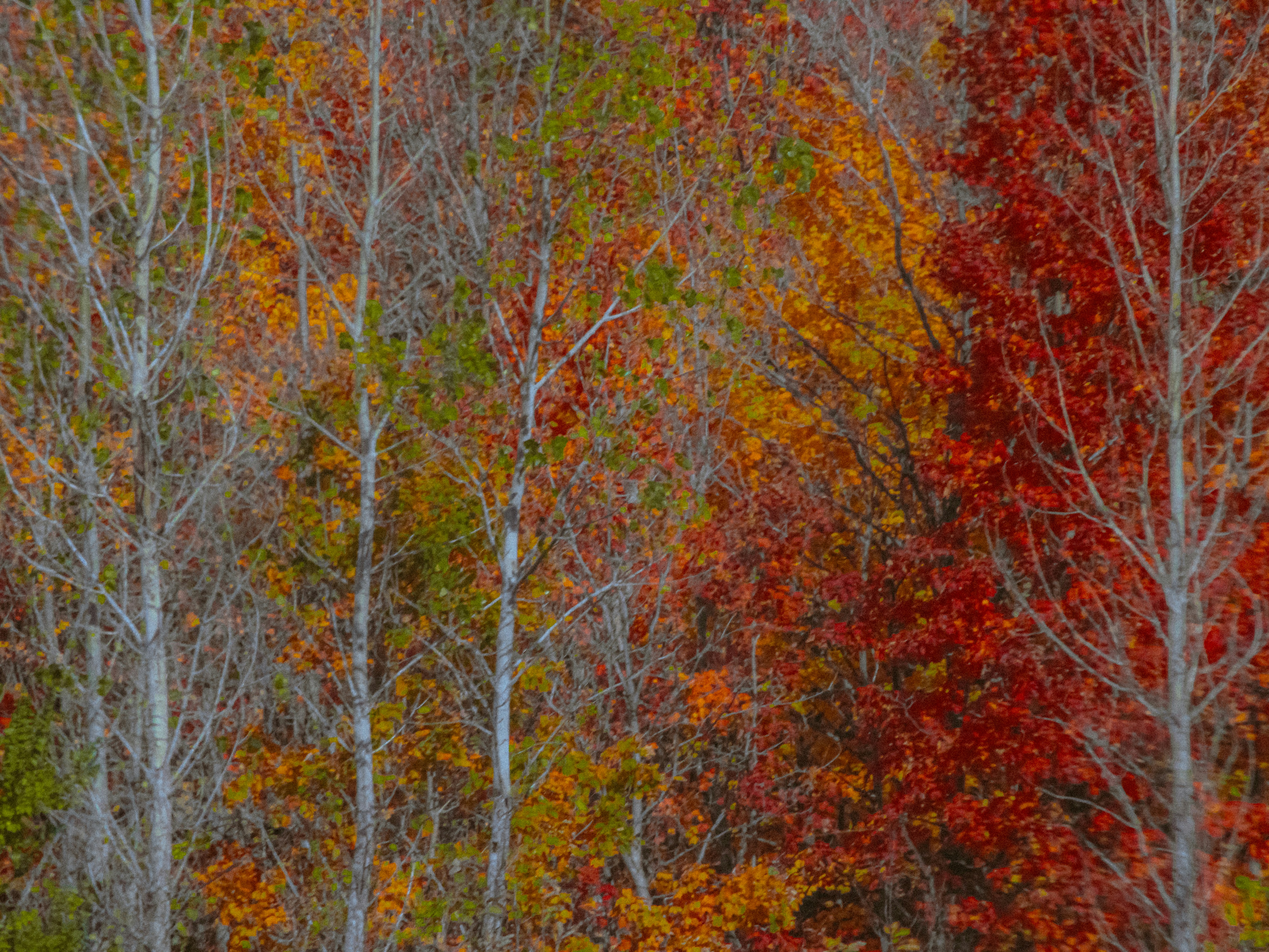 Photo by linusbelanger