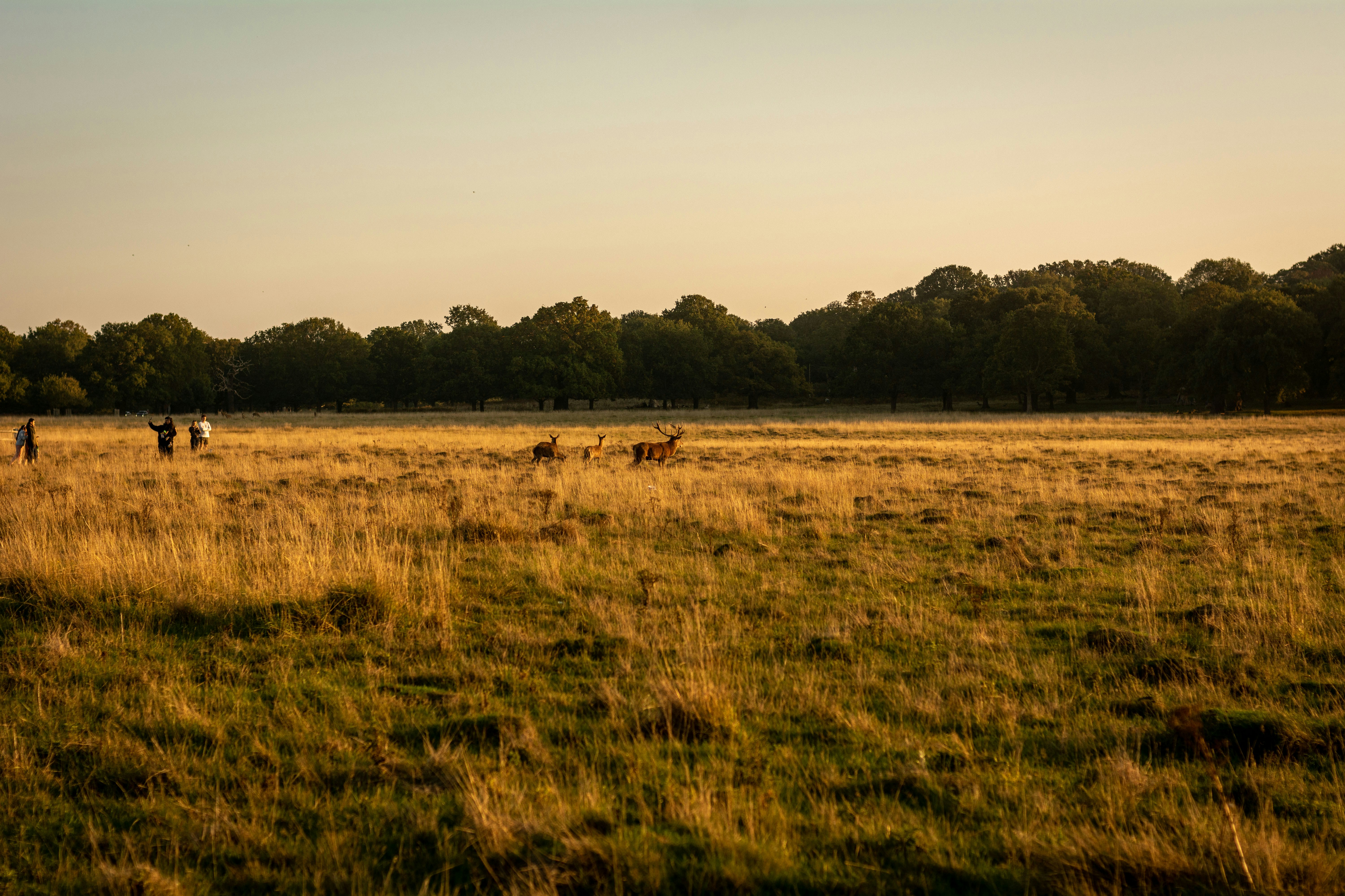 Deer grazing in a dry grassy field at sunset.