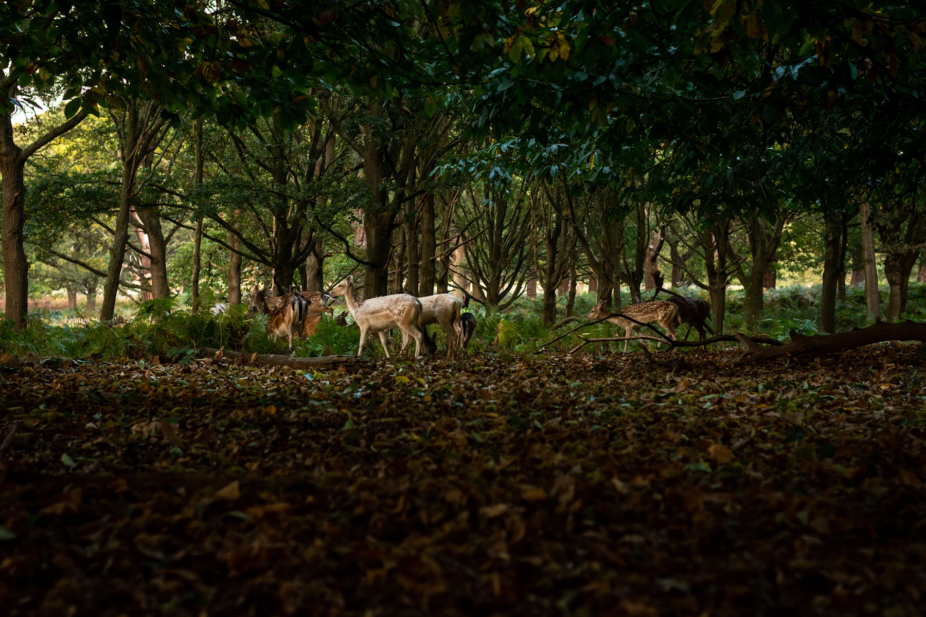 A small group of deer walking through dark woodland over a floor of fallen leaves