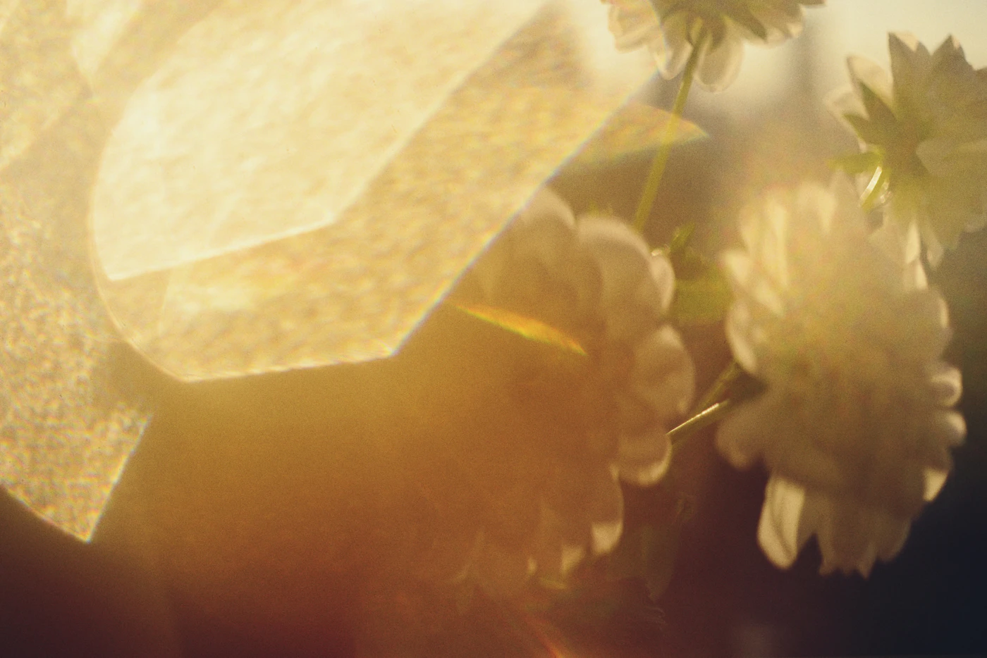 White flowers in soft focus with golden light