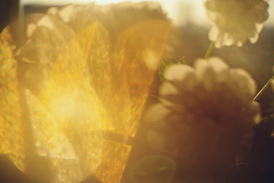 Golden light flares over white flowers in soft focus.