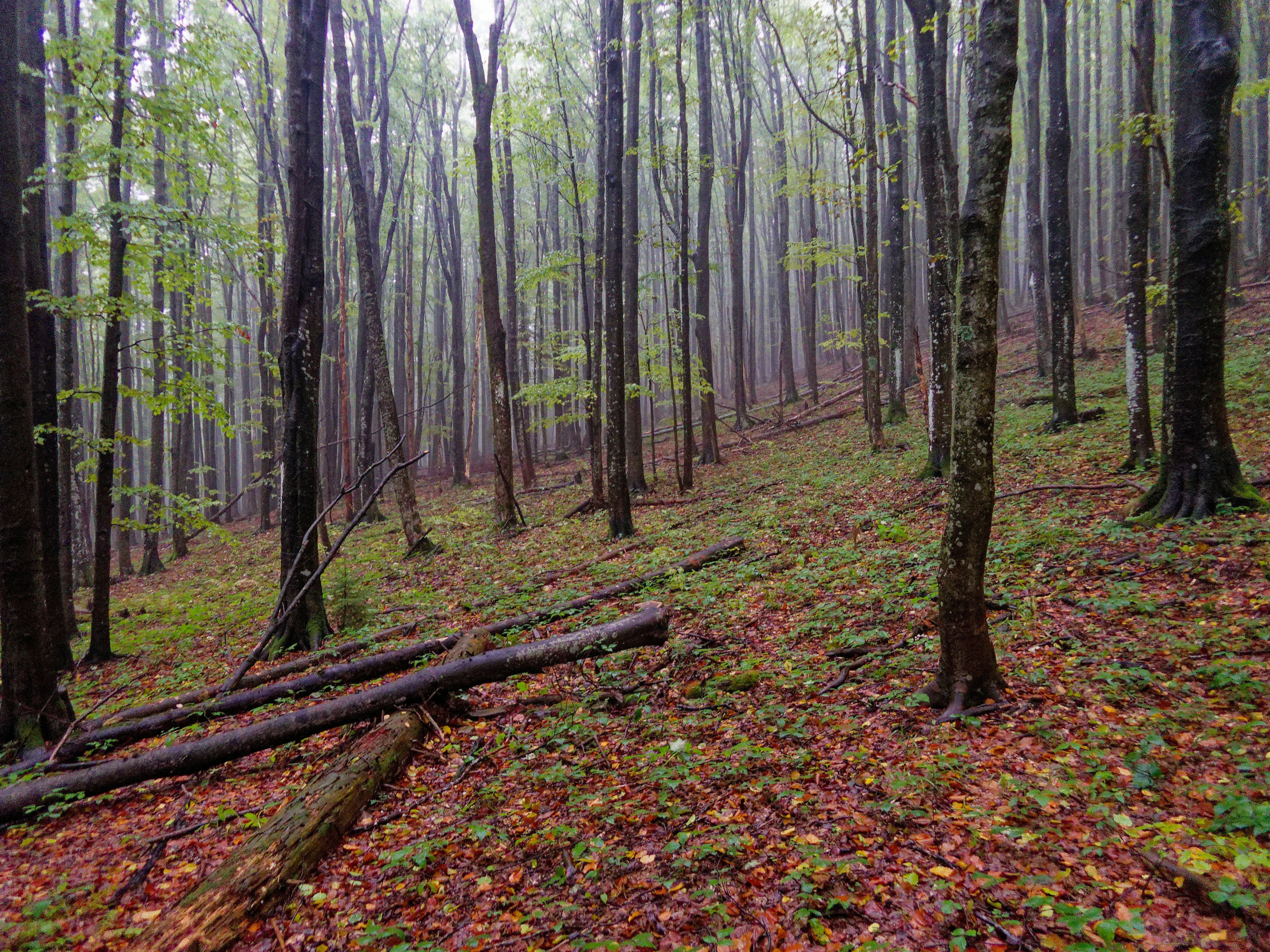 Photo by schneiderhenry