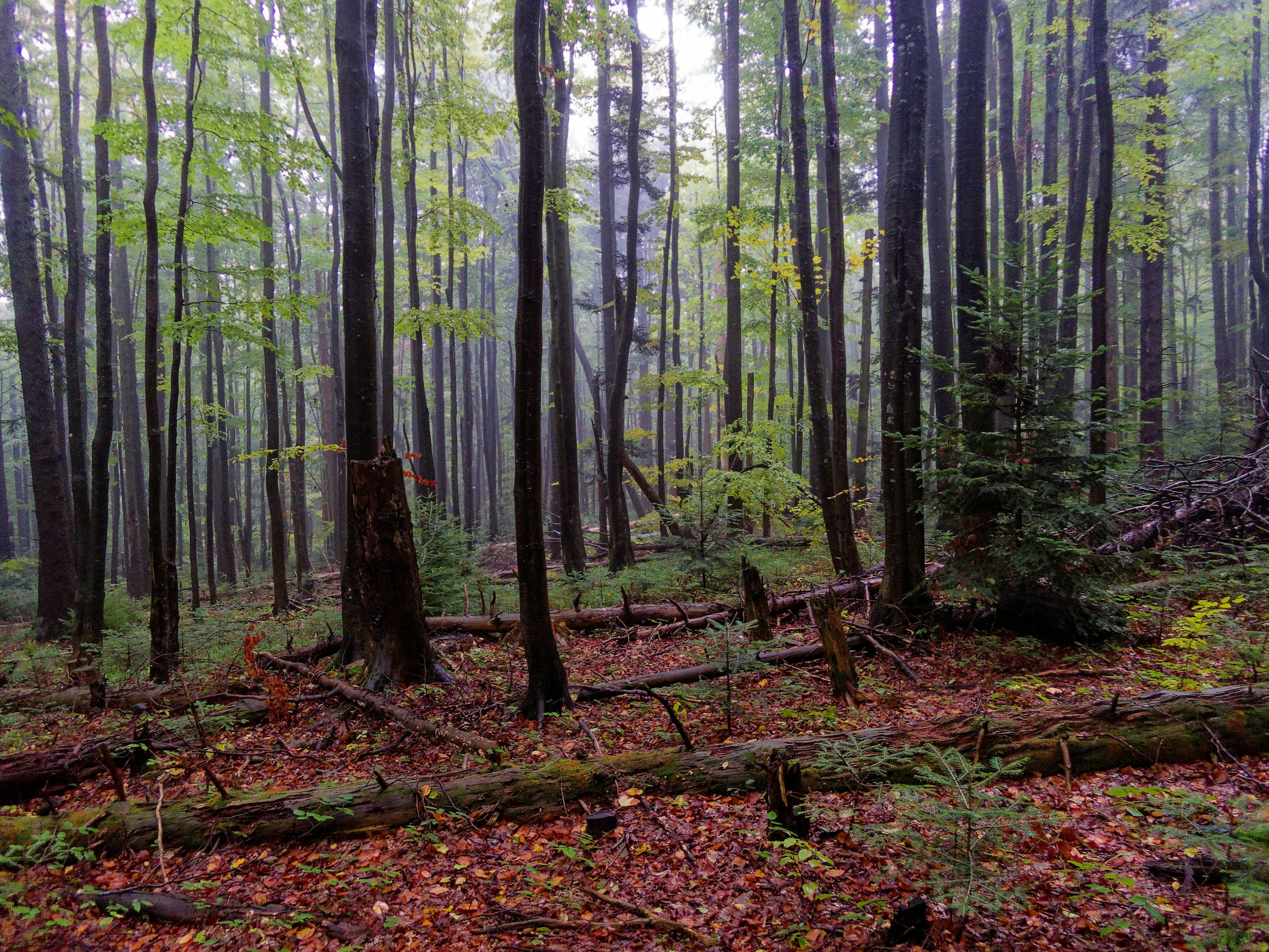 Photo by schneiderhenry